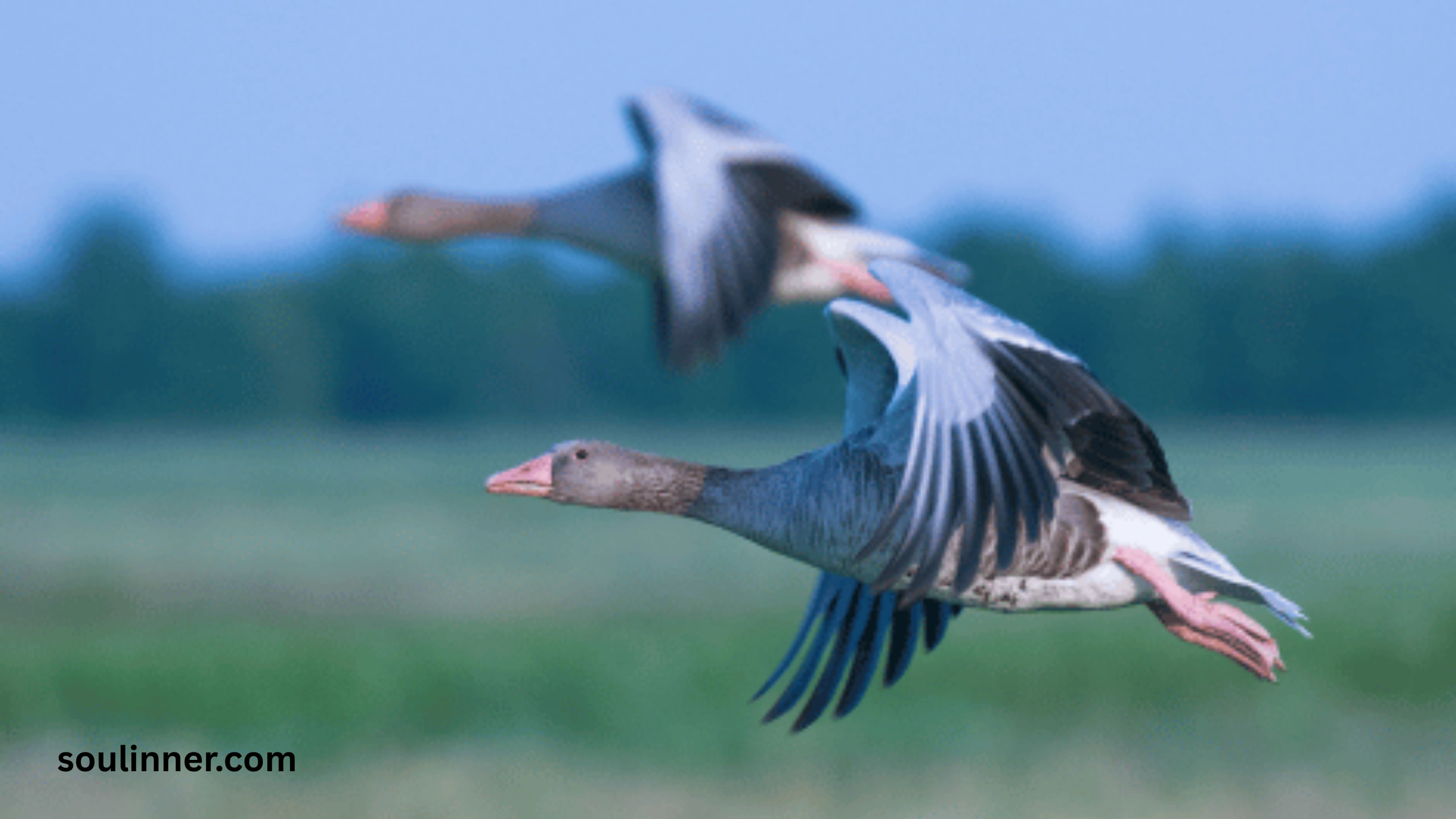 Hearing Geese at Night Spiritual Meaning and Symbolism