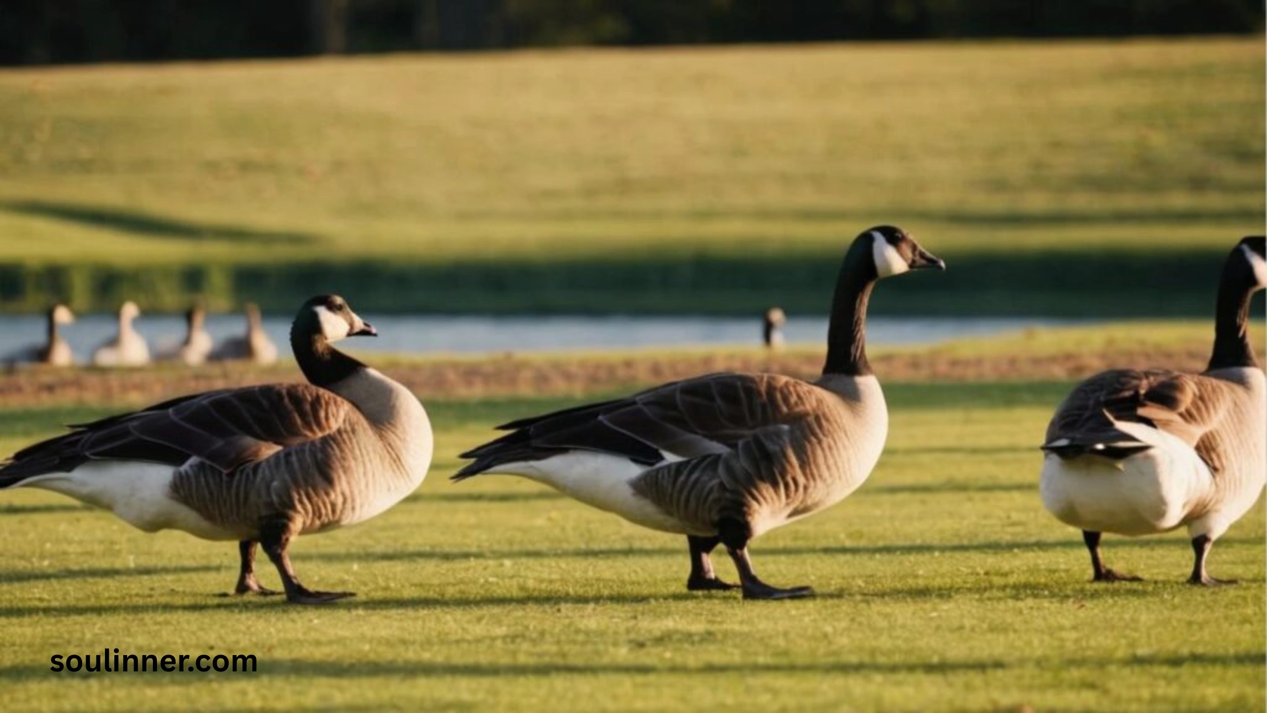 Hearing Geese at Night Spiritual Meaning and Symbolism