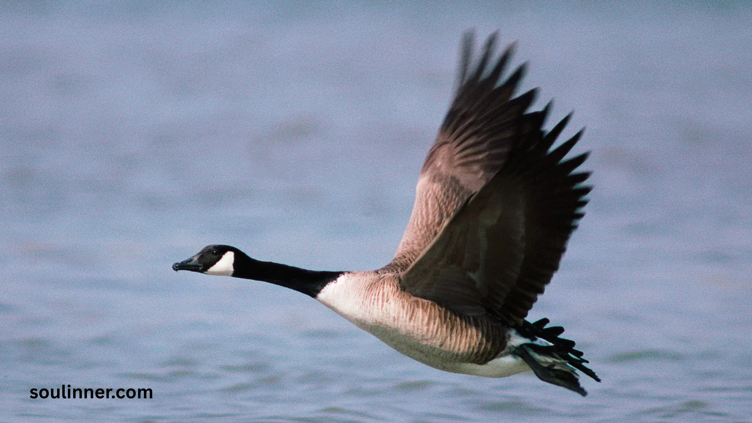 Hearing Geese at Night Spiritual Meaning and Symbolism