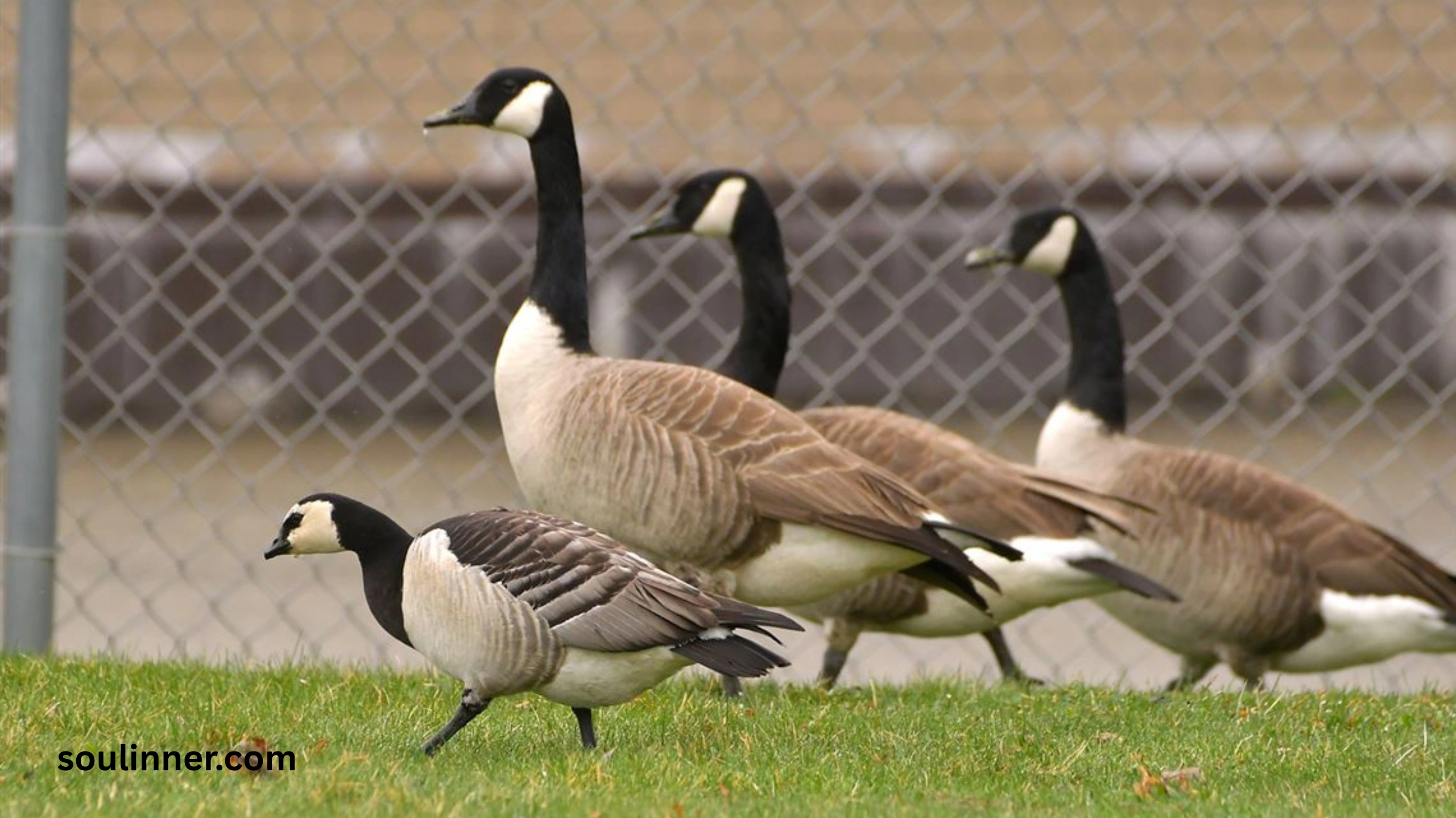 Hearing Geese at Night Spiritual Meaning and Symbolism