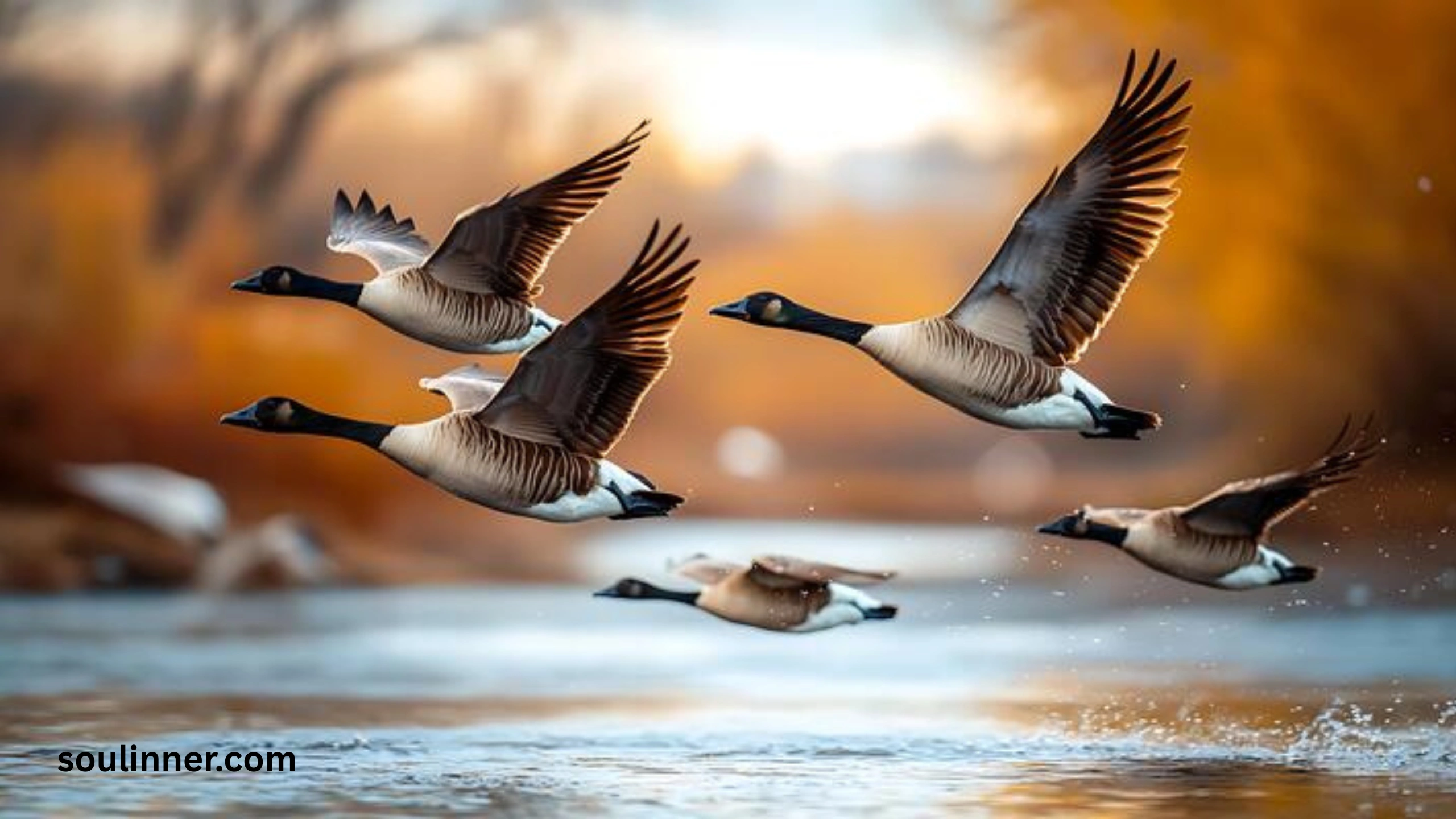 Hearing Geese at Night Spiritual Meaning and Symbolism