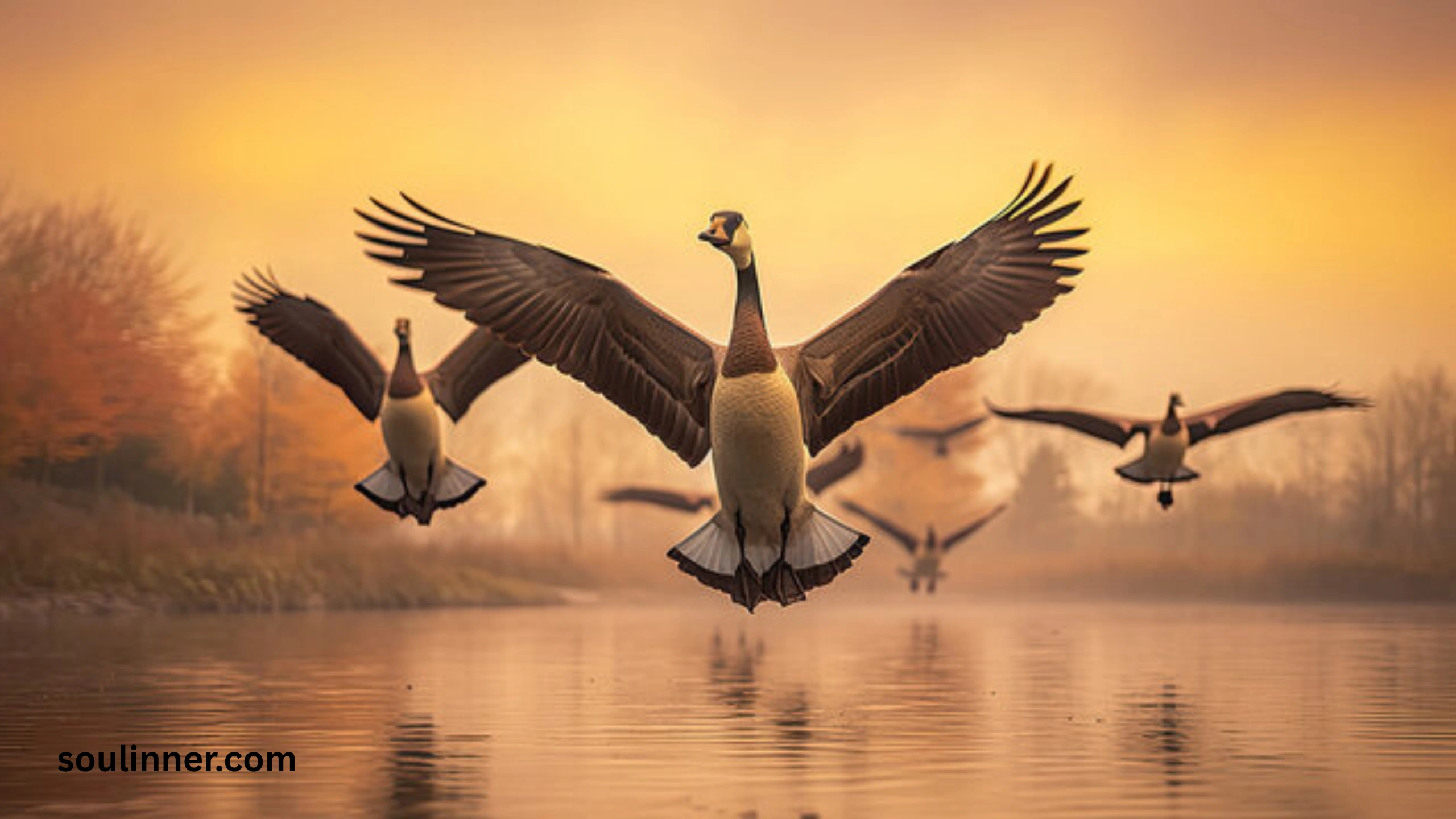 Hearing Geese at Night Spiritual Meaning and Symbolism