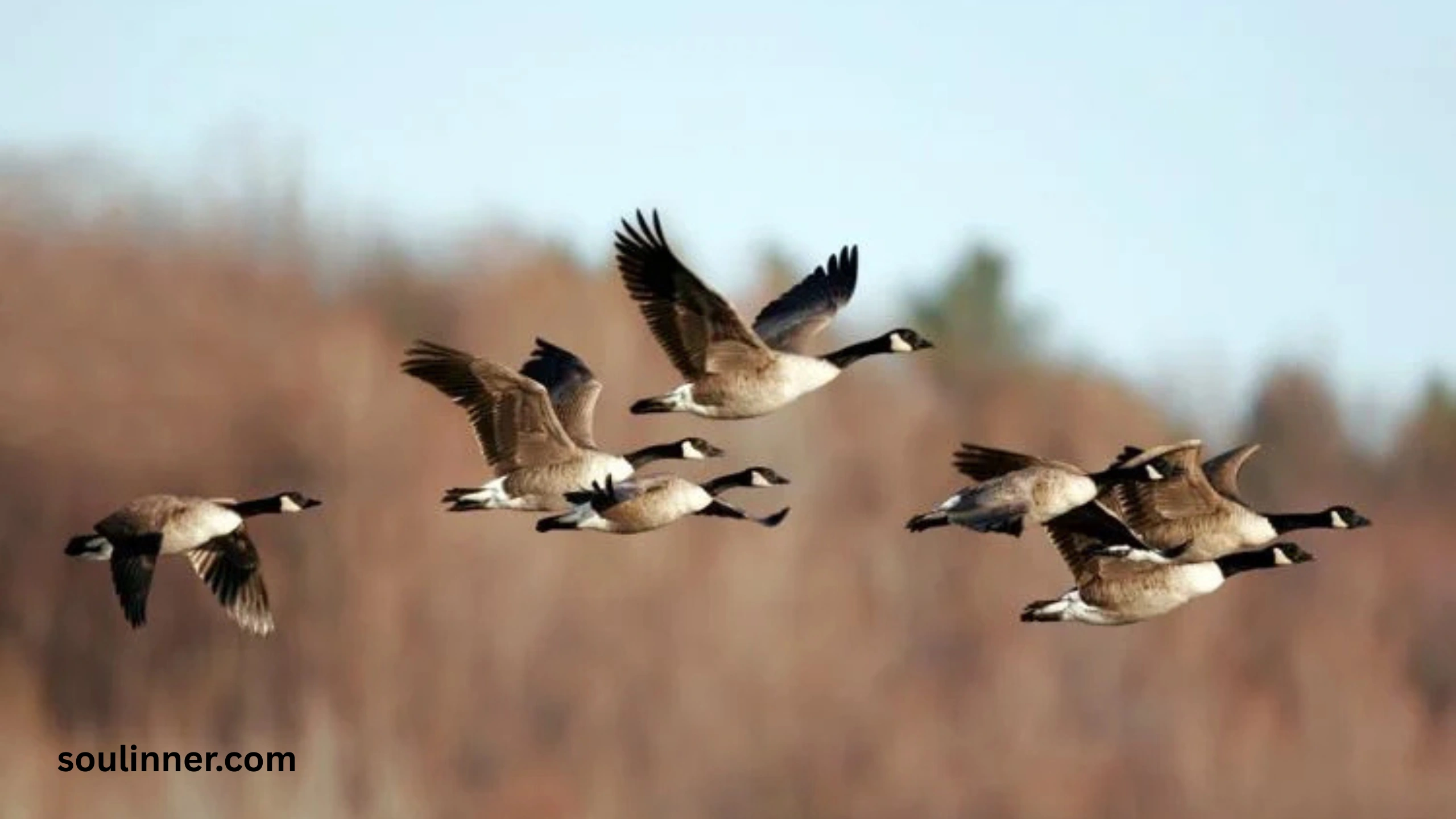 Hearing Geese at Night Spiritual Meaning and Symbolism