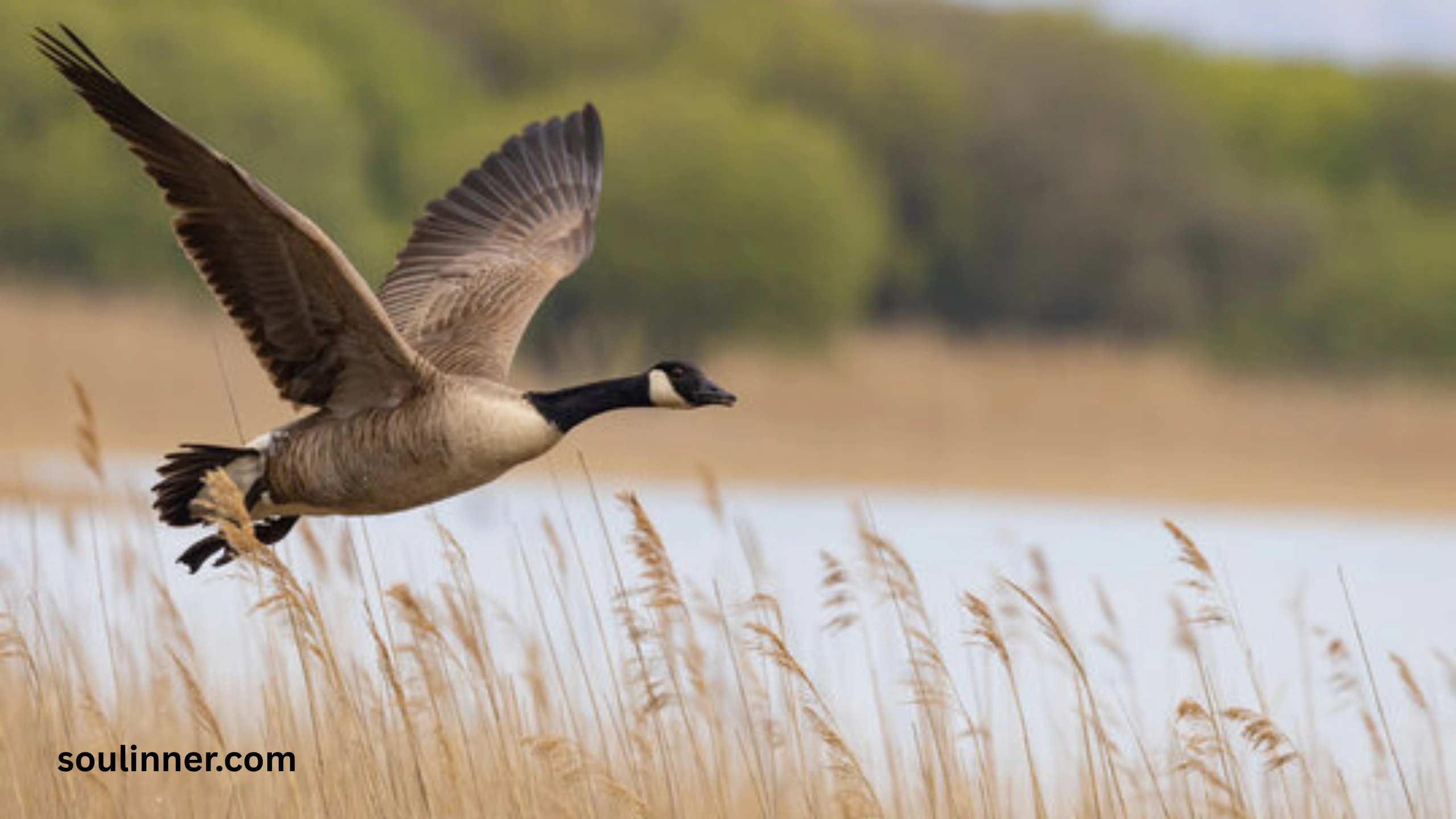 Hearing Geese at Night Spiritual Meaning and Symbolism