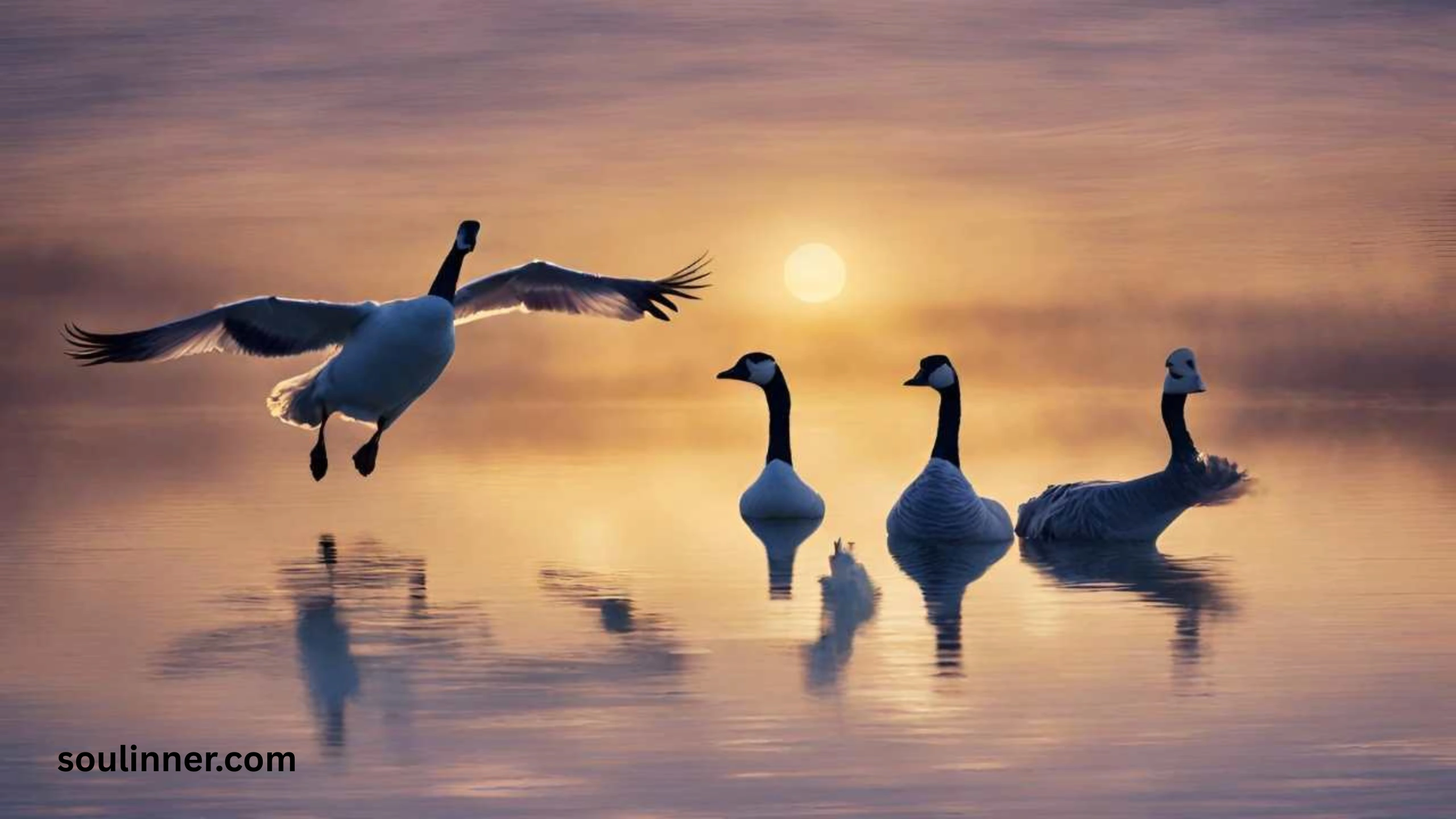 Hearing Geese at Night Spiritual Meaning and Symbolism