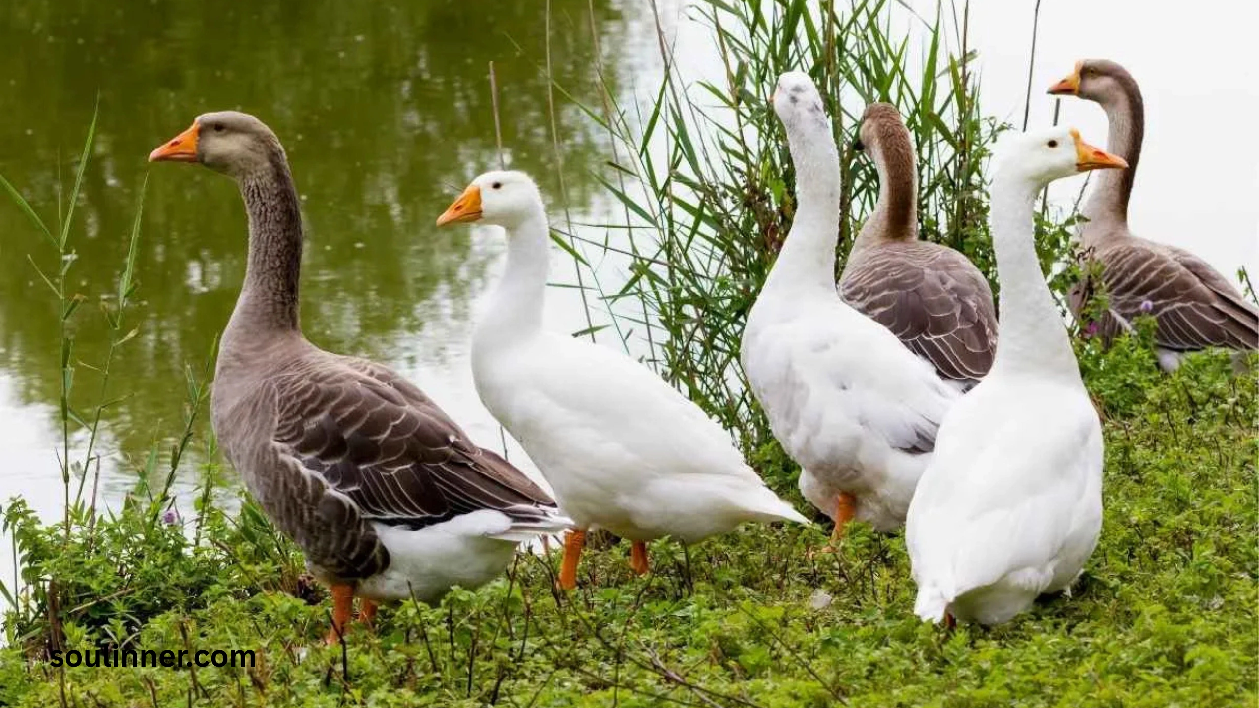 Hearing Geese at Night Spiritual Meaning and Symbolism