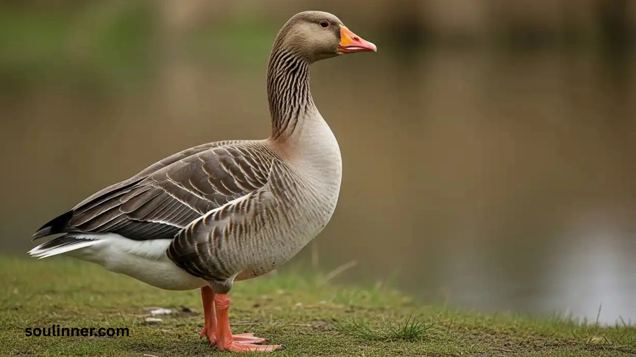 Hearing Geese at Night Spiritual Meaning and Symbolism
