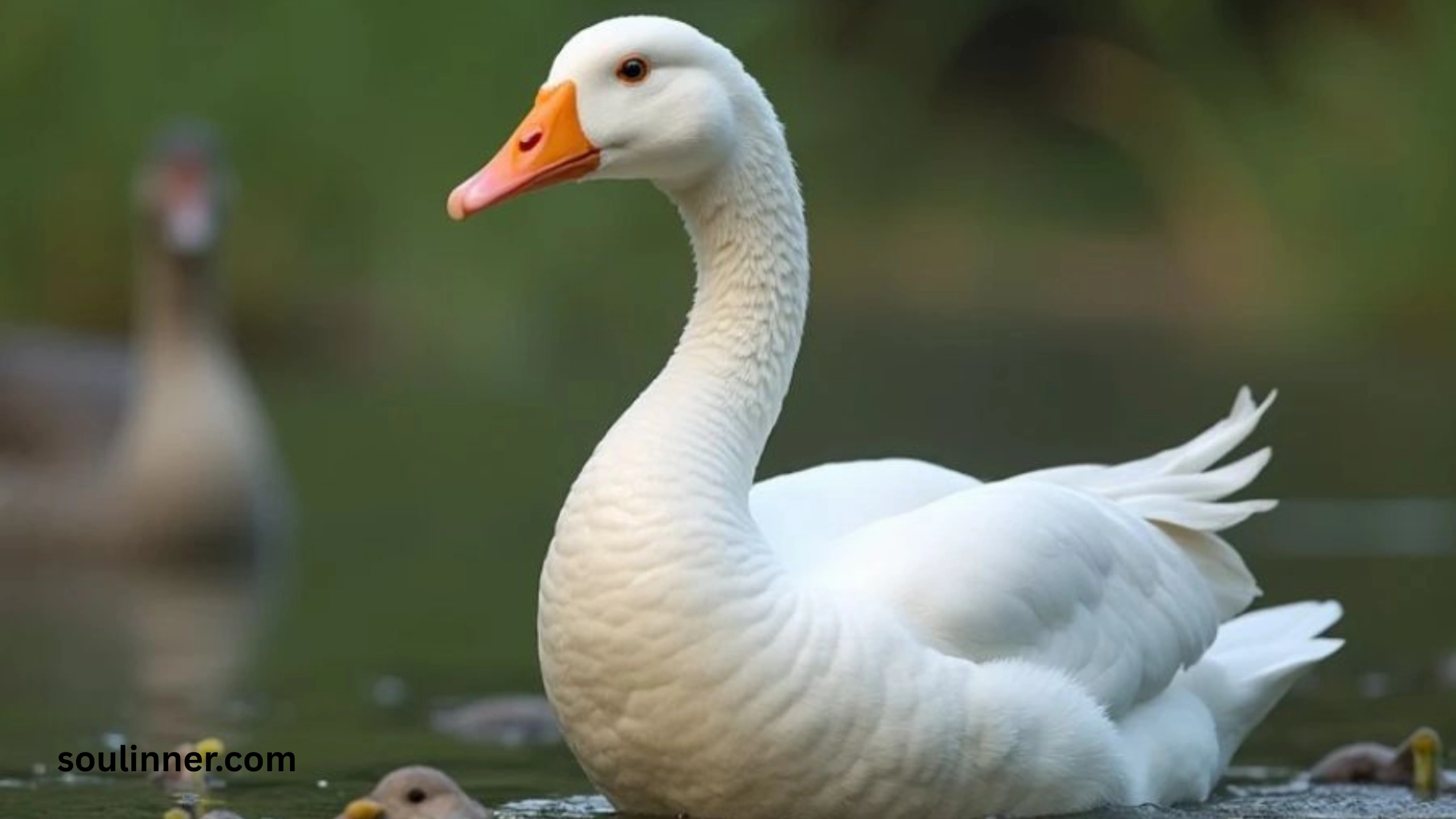 Hearing Geese at Night Spiritual Meaning and Symbolism
