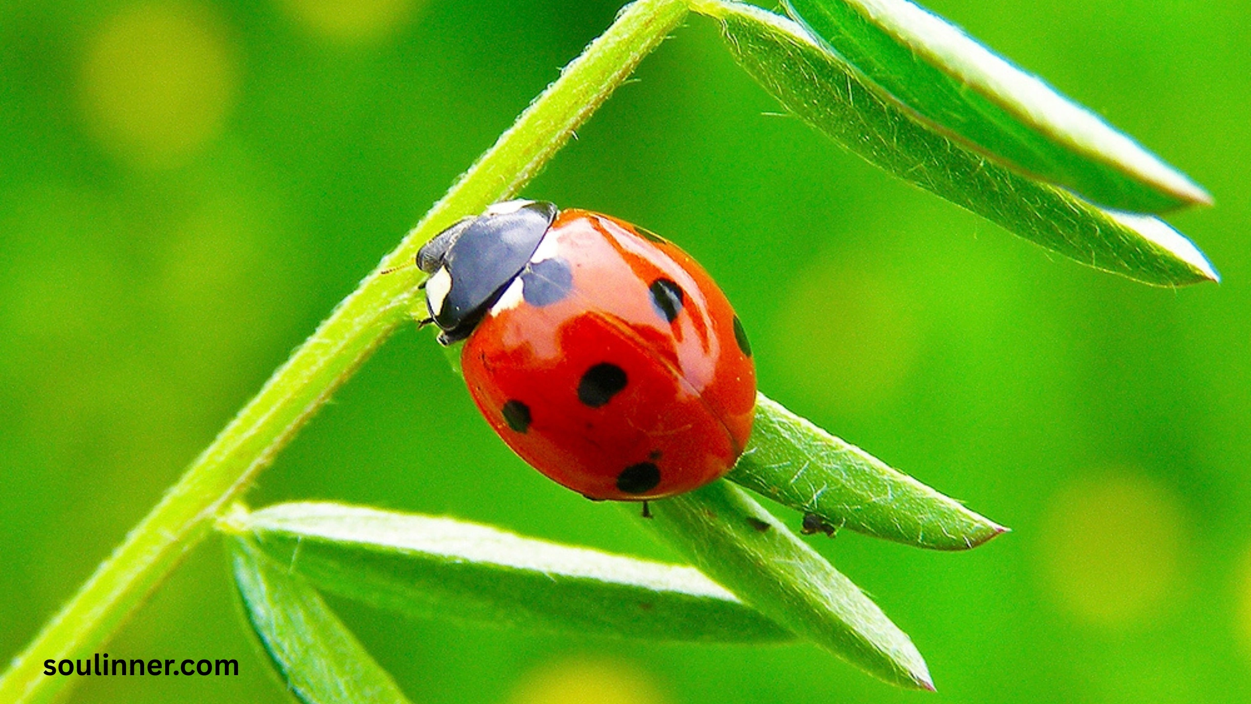 Ladybugs a Sign from Angels Spiritual Meaning