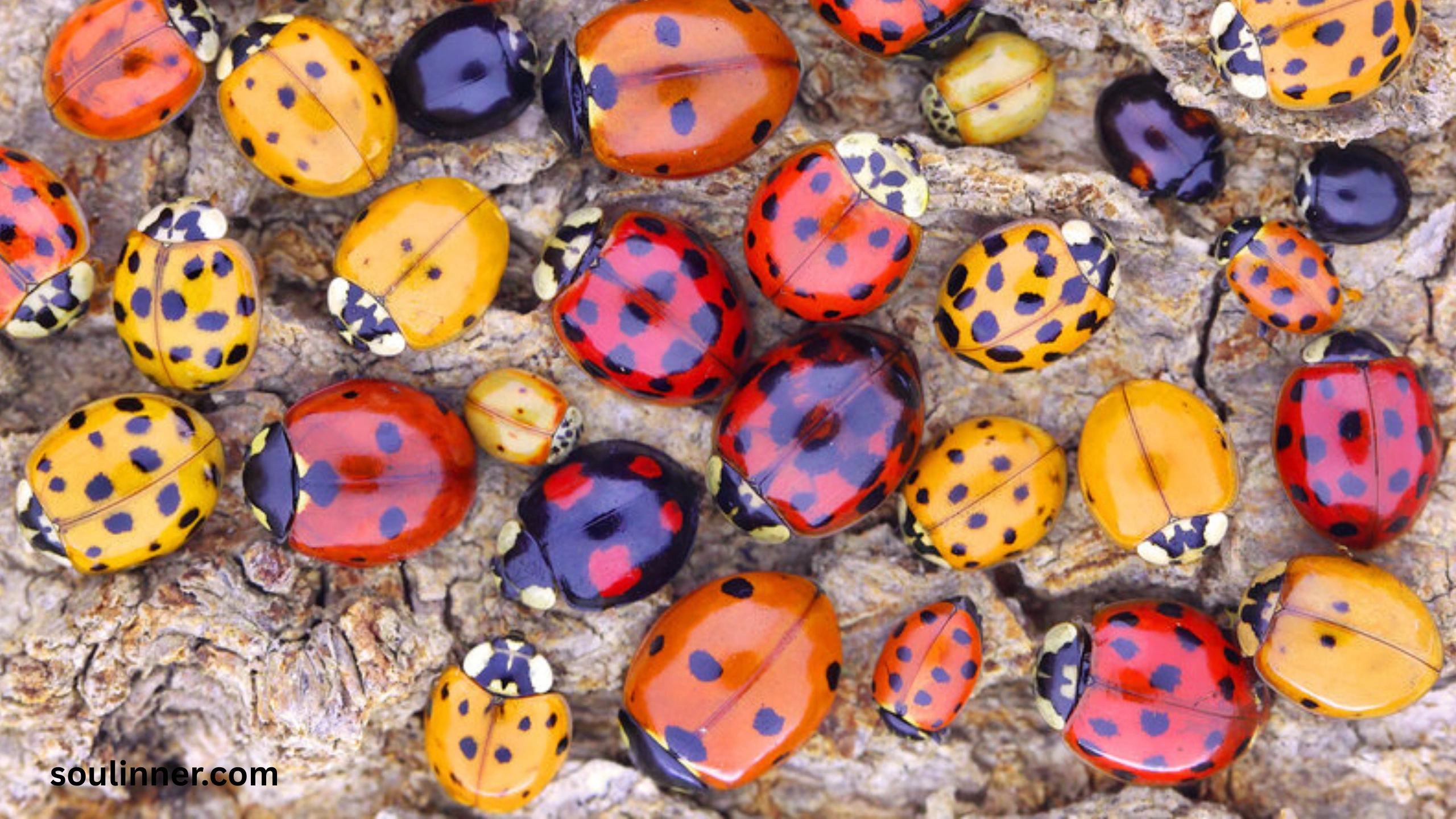 Ladybugs a Sign from Angels Spiritual Meaning