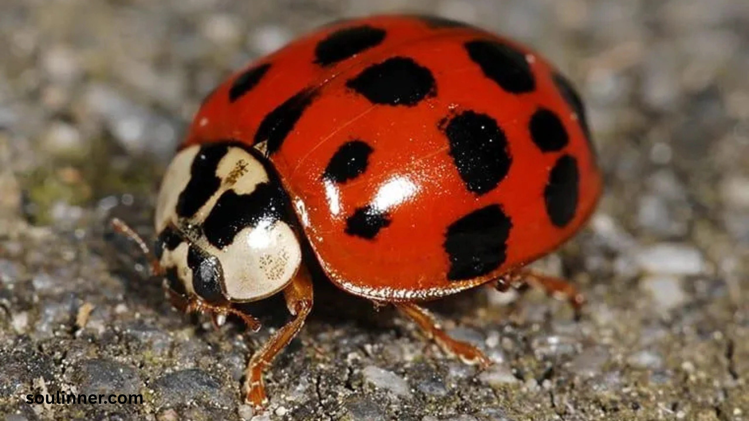 Ladybugs a Sign from Angels Spiritual Meaning