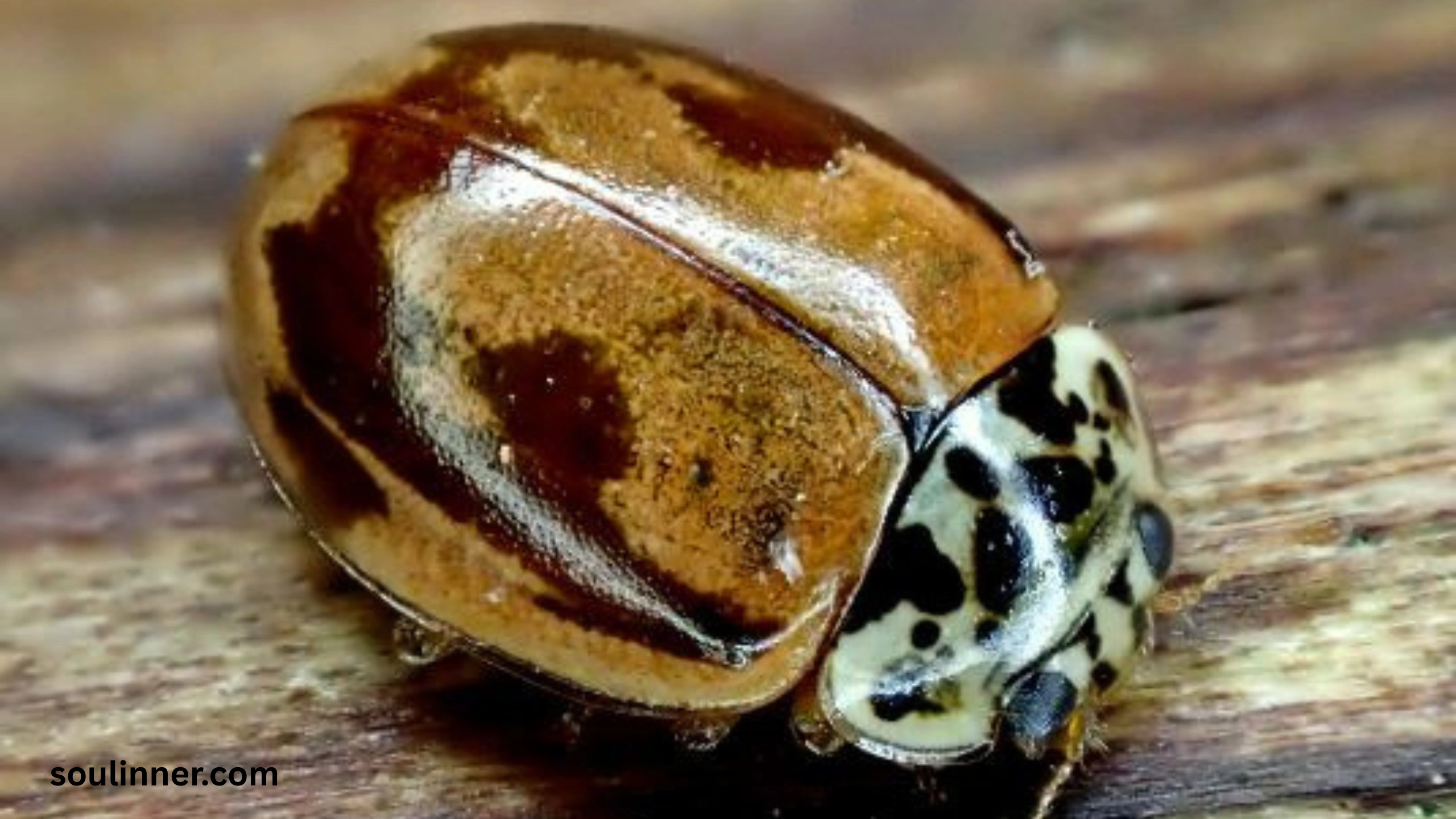 Ladybugs a Sign from Angels Spiritual Meaning