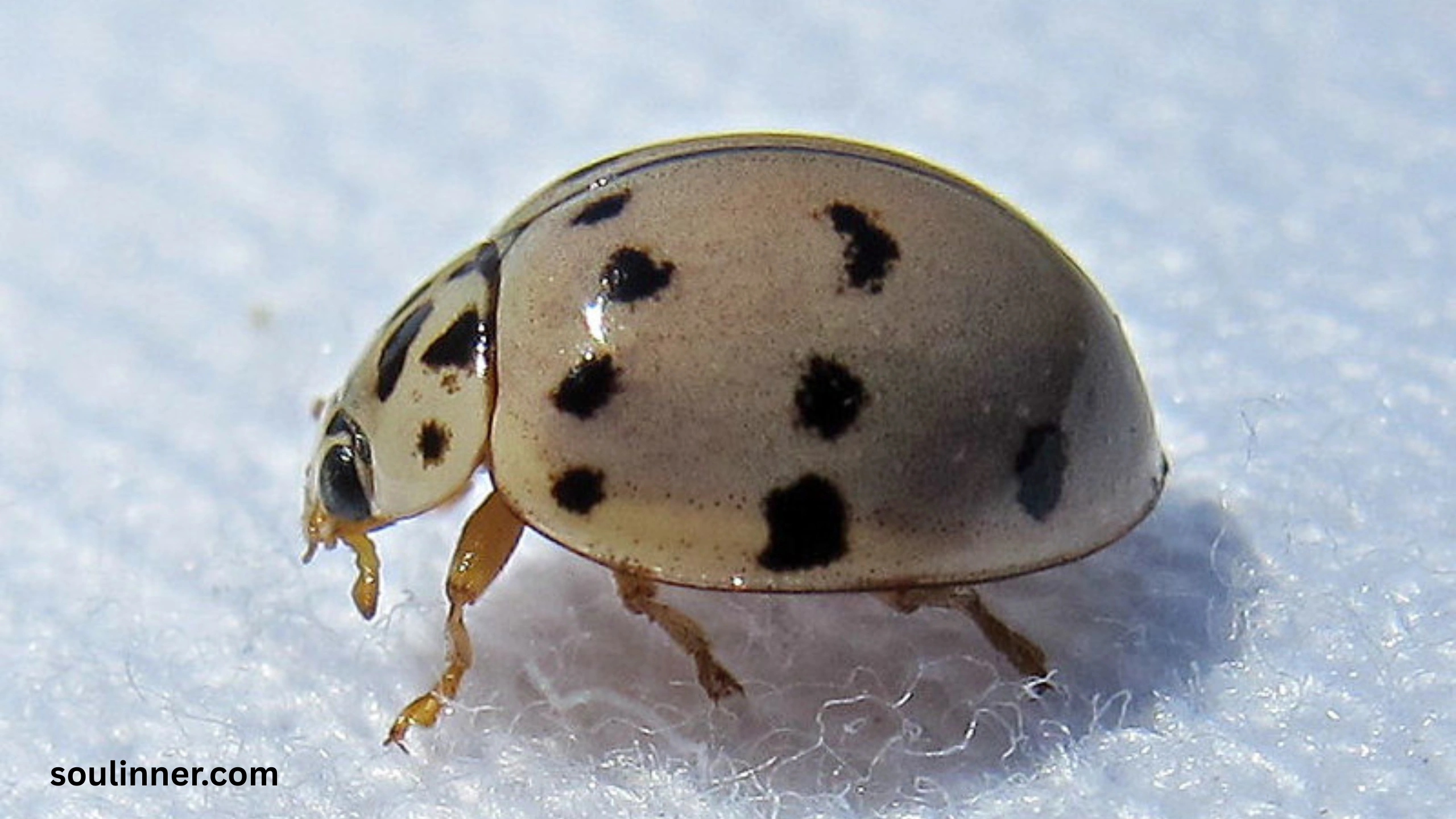 Ladybugs a Sign from Angels Spiritual Meaning