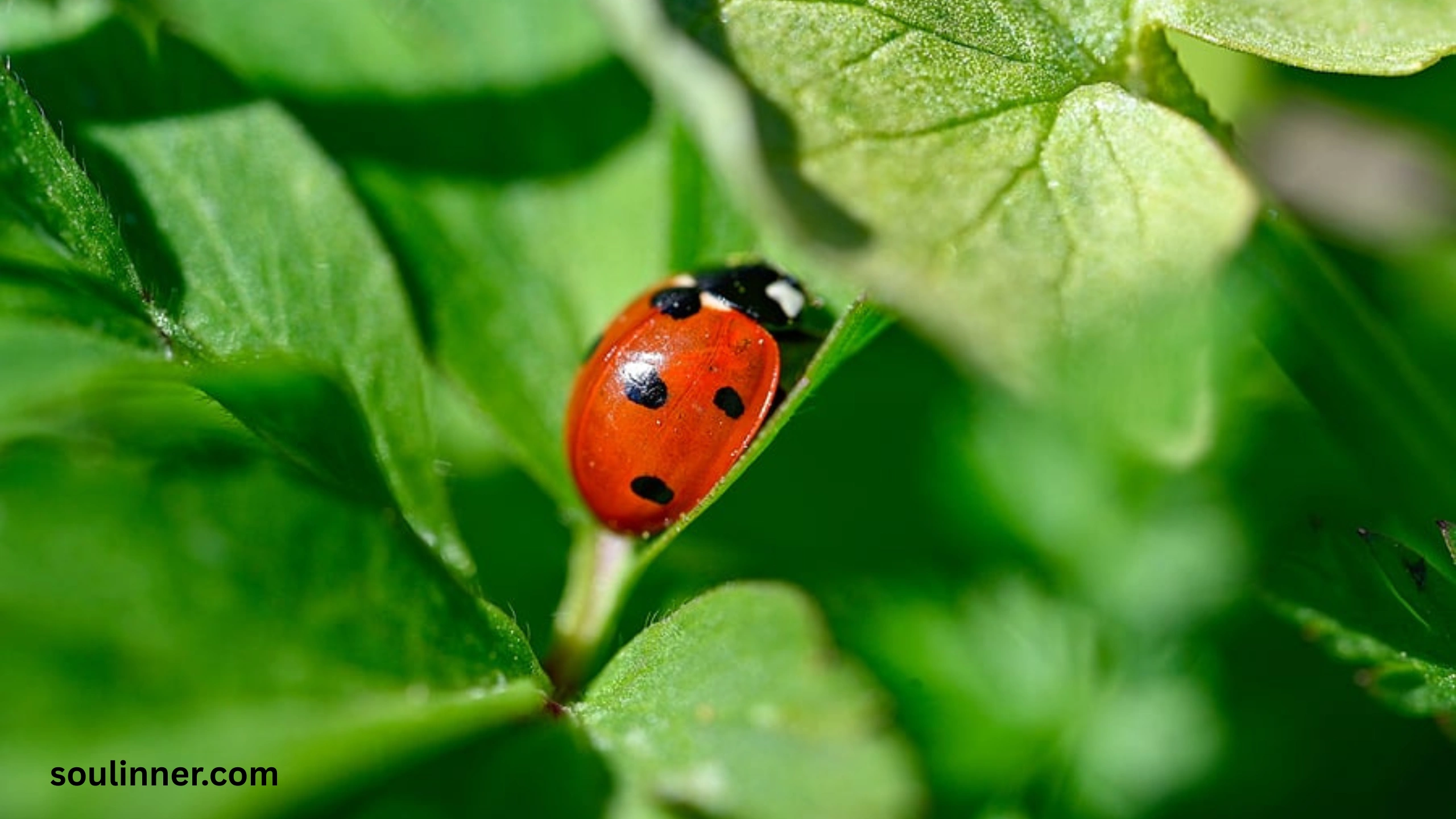 Ladybugs a Sign from Angels Spiritual Meaning