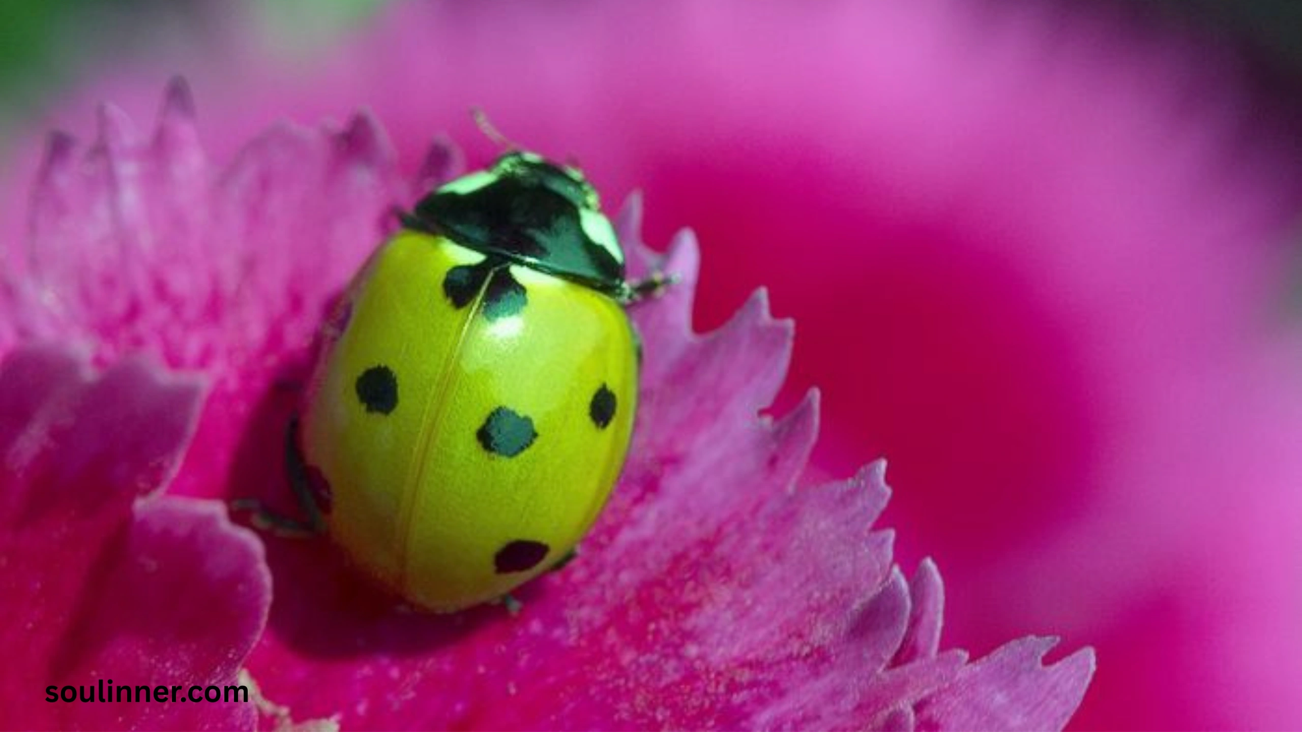 Ladybugs a Sign from Angels Spiritual Meaning