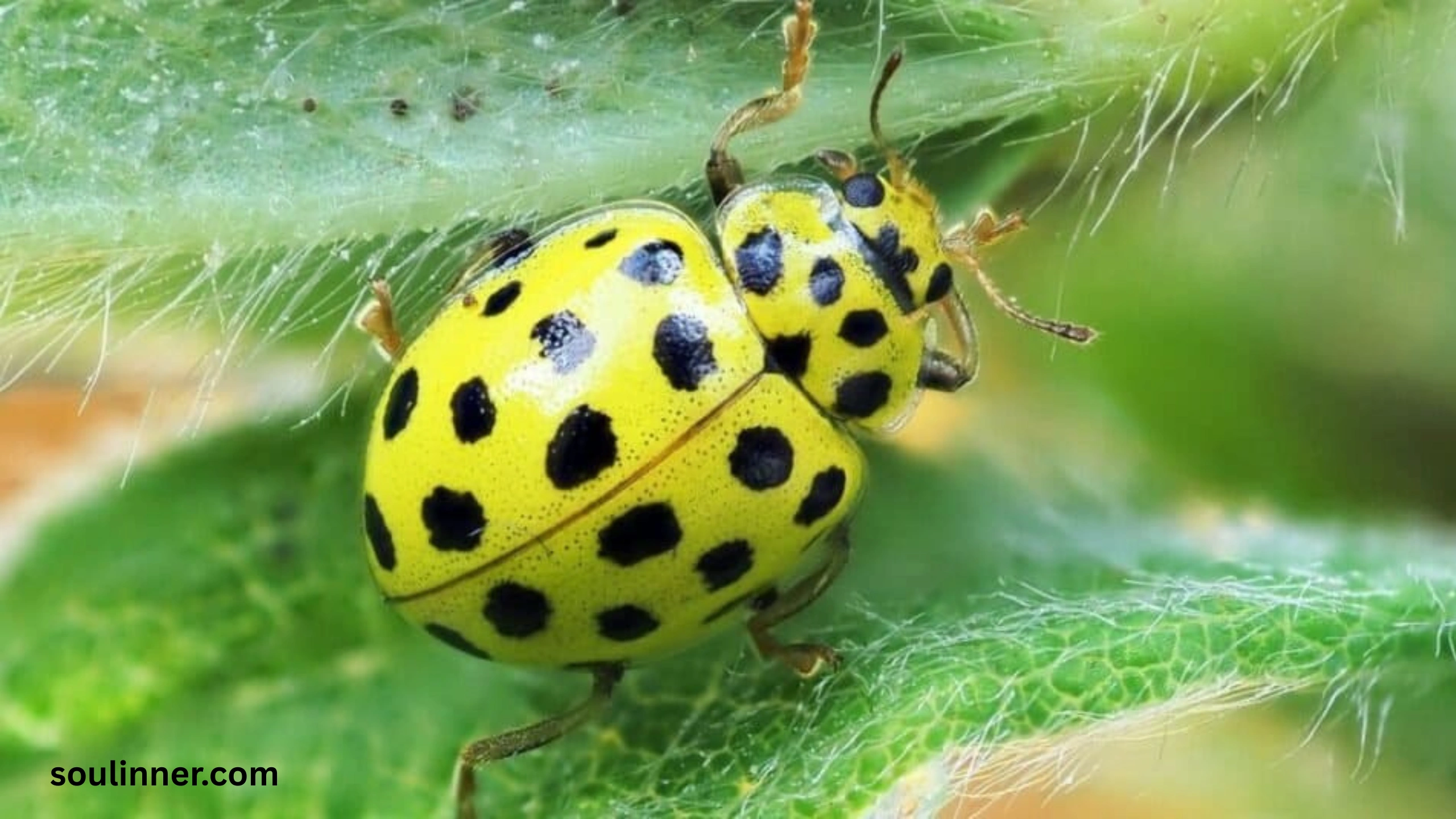 Ladybugs a Sign from Angels Spiritual Meaning