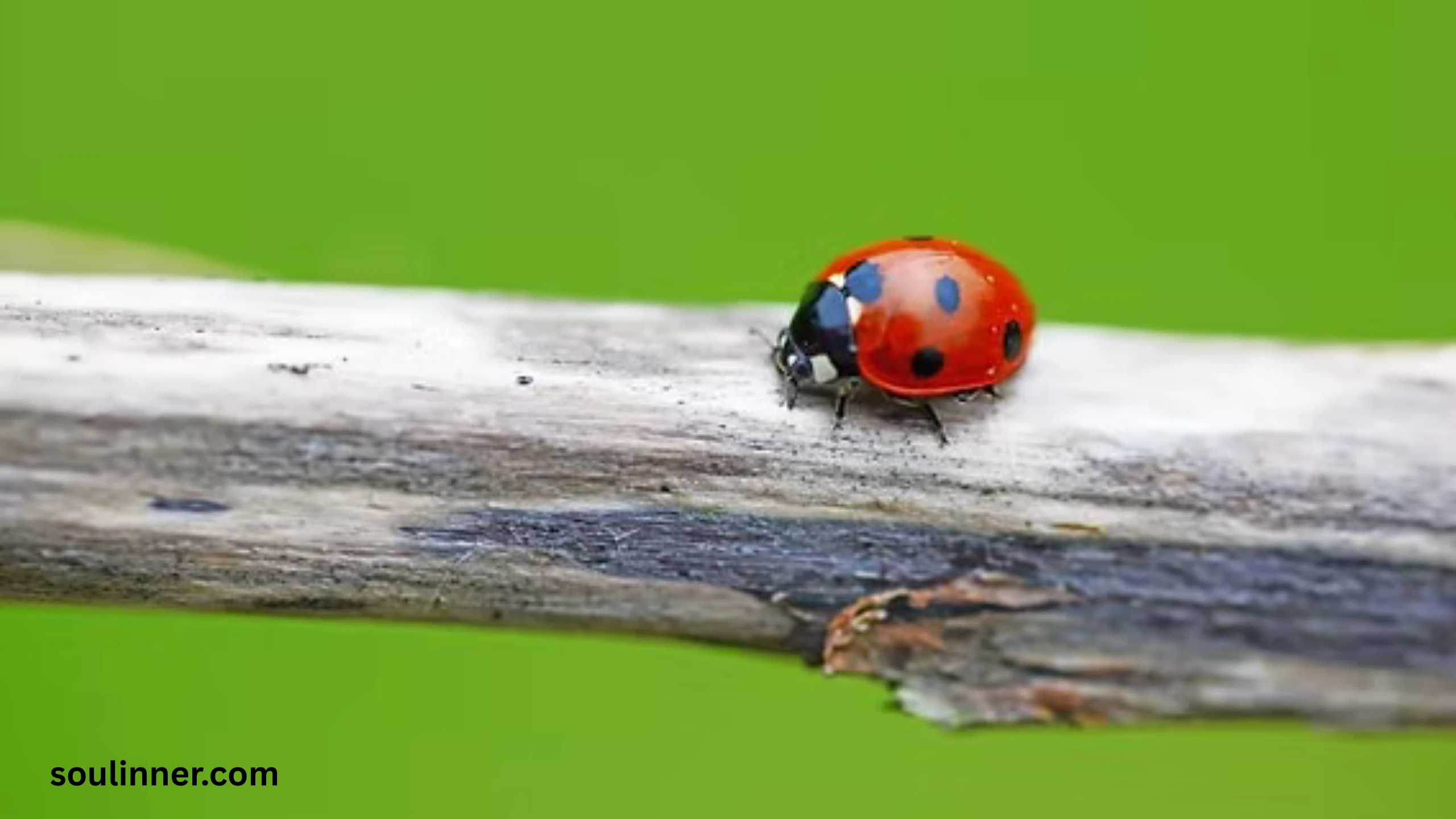 Ladybugs a Sign from Angels Spiritual Meaning