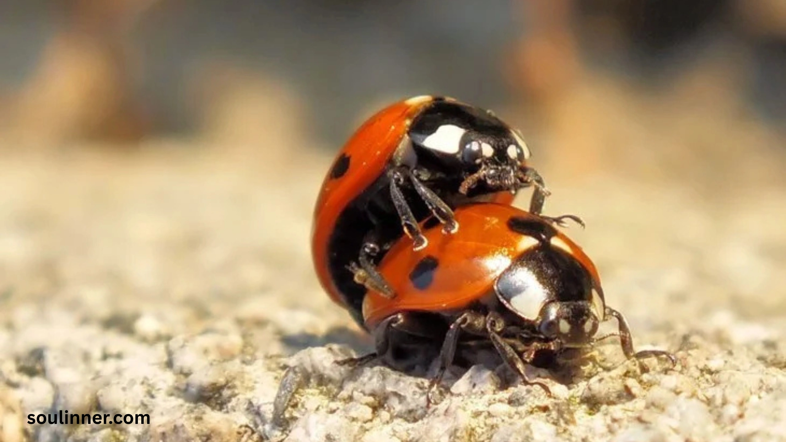 Ladybugs a Sign from Angels Spiritual Meaning
