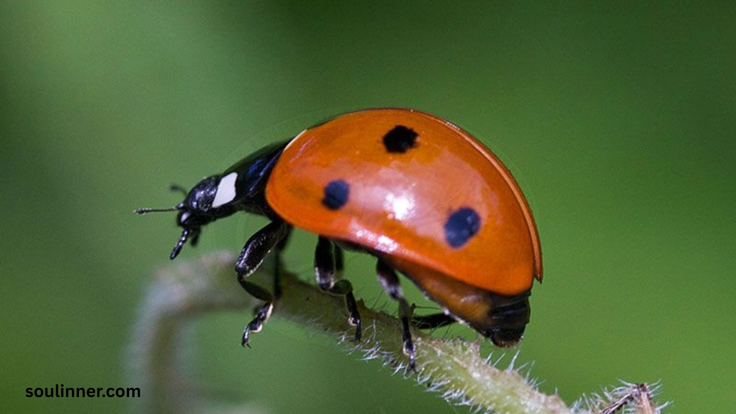 Ladybugs a Sign from Angels Spiritual Meaning