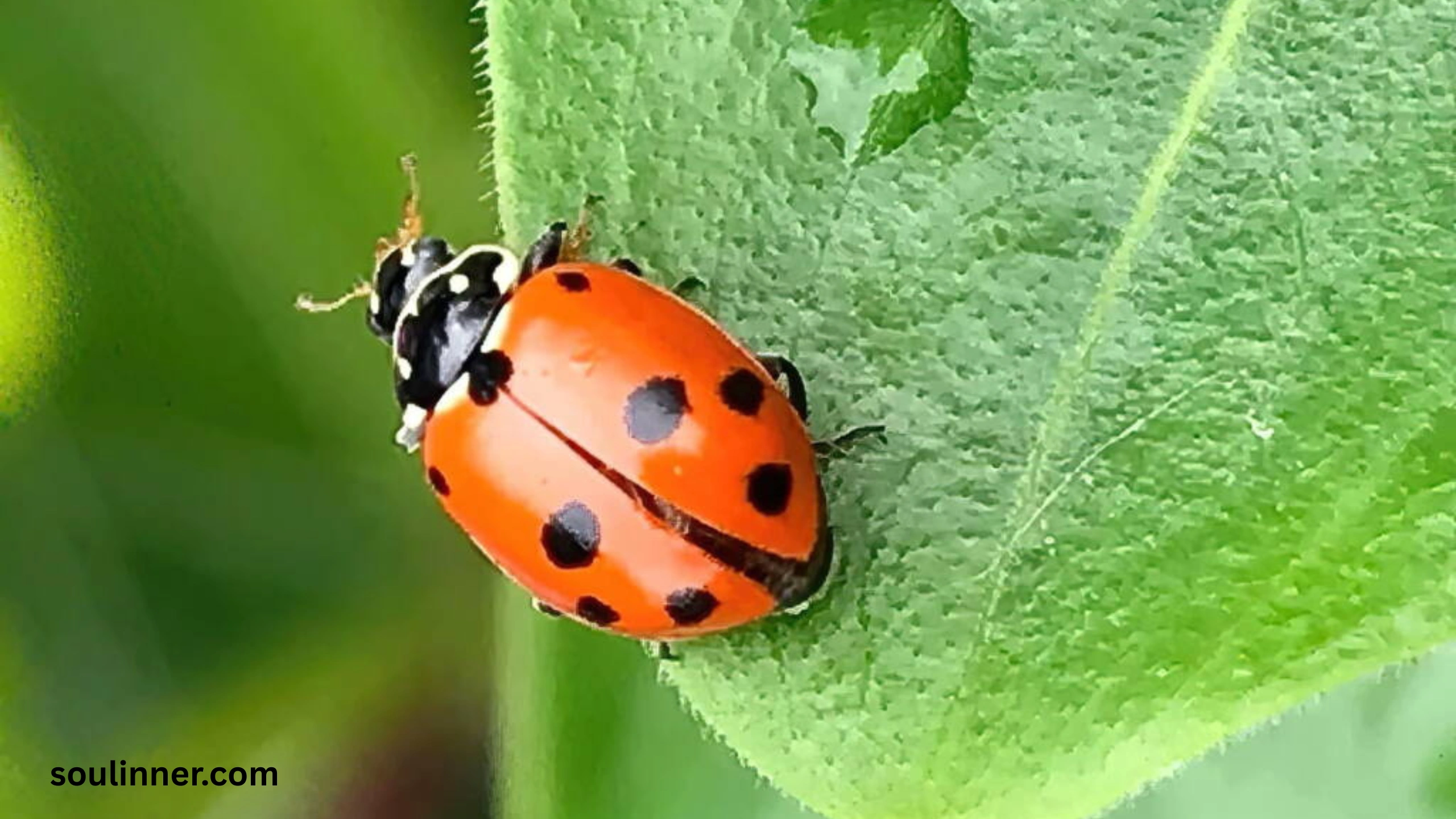 Ladybugs a Sign from Angels Spiritual Meaning
