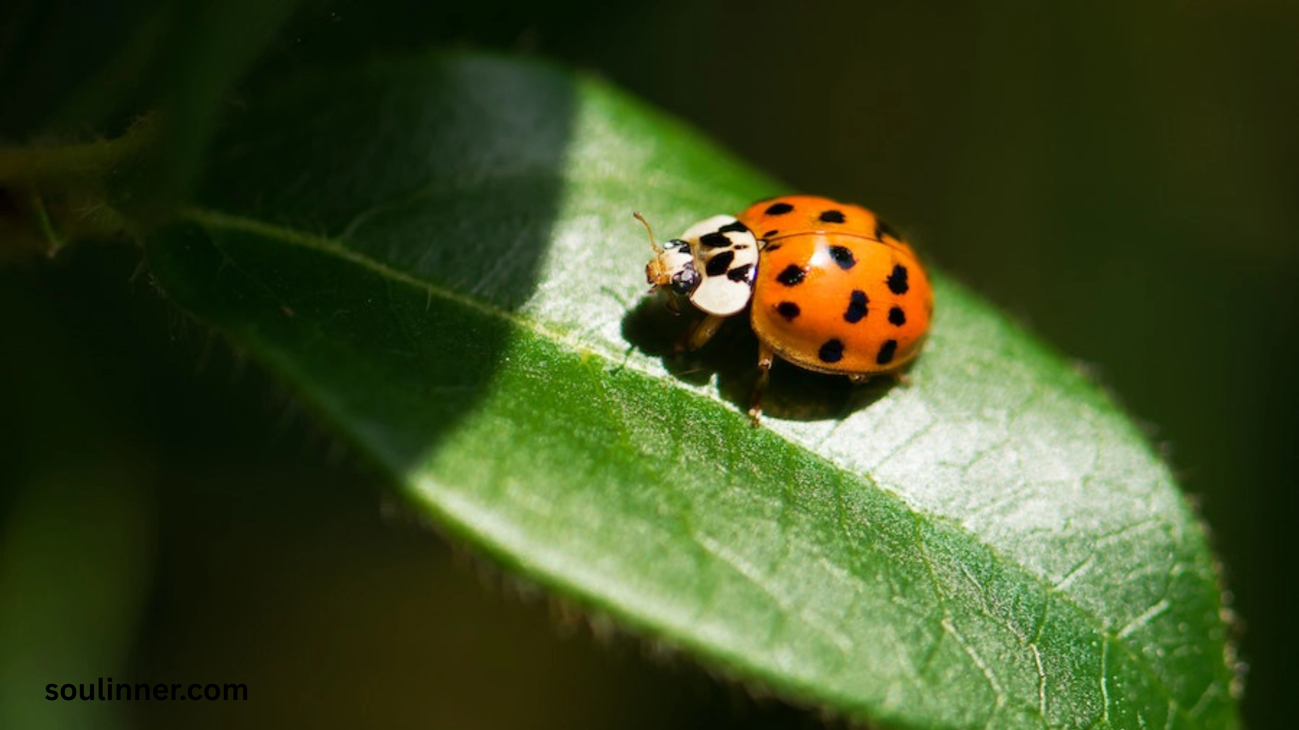 Ladybugs a Sign from Angels Spiritual Meaning