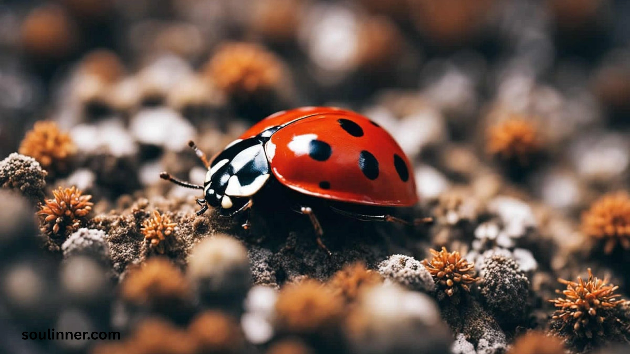 Ladybugs a Sign from Angels Spiritual Meaning