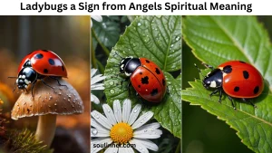 Ladybugs a Sign from Angels Spiritual Meaning