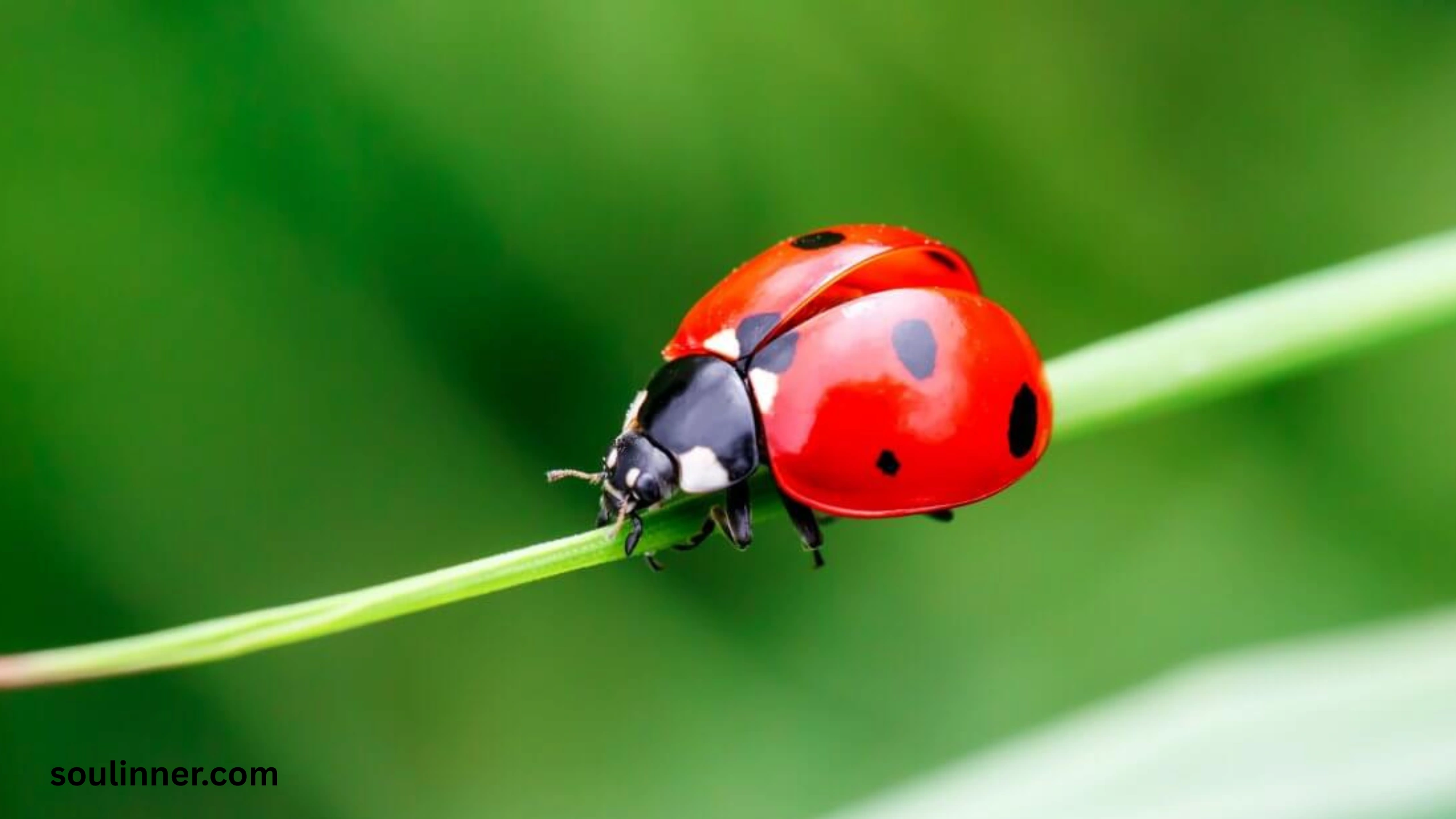 Ladybugs a Sign from Angels Spiritual Meaning
