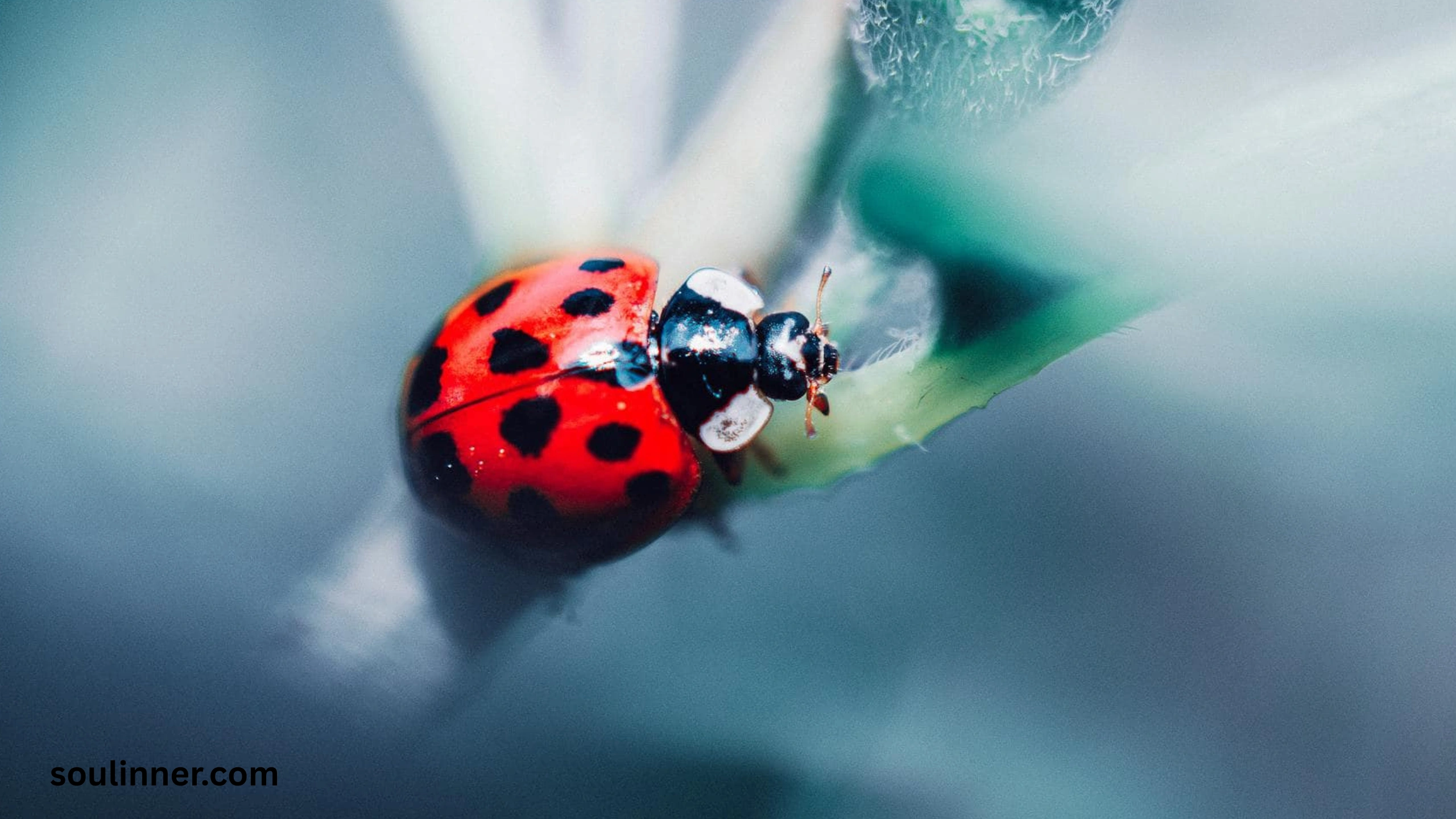 Ladybugs a Sign from Angels Spiritual Meaning