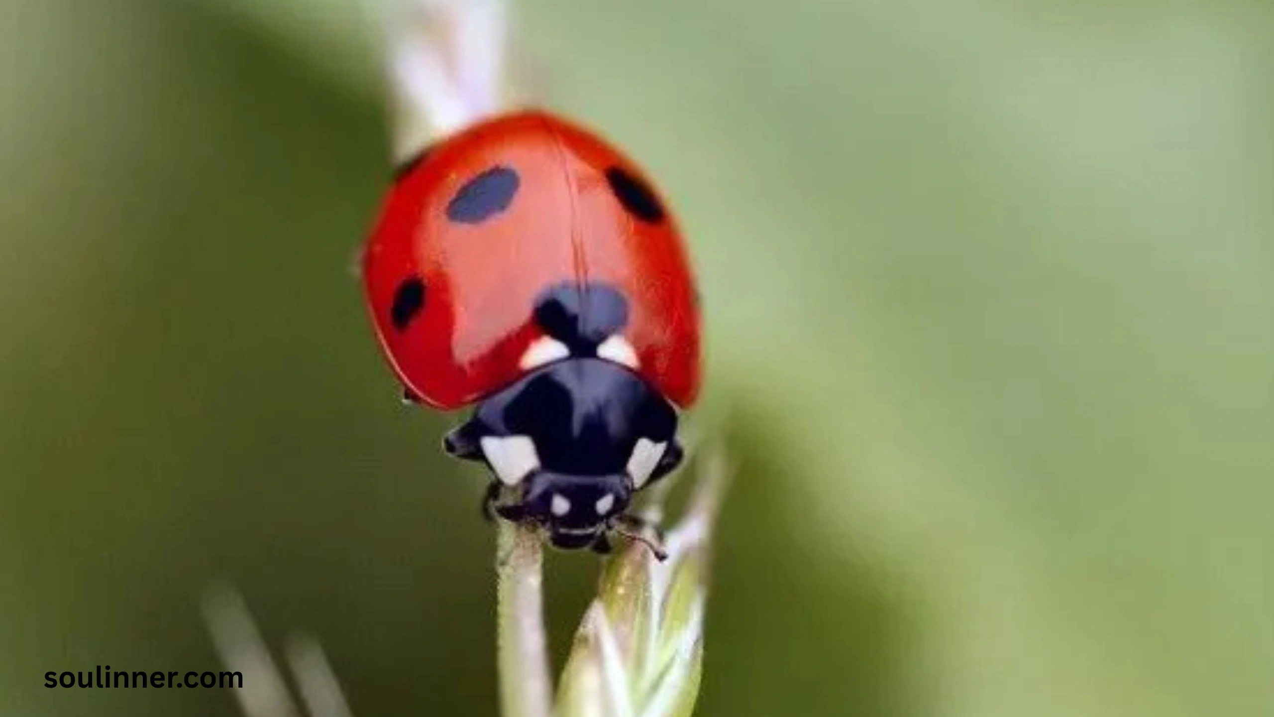 Ladybugs a Sign from Angels Spiritual Meaning