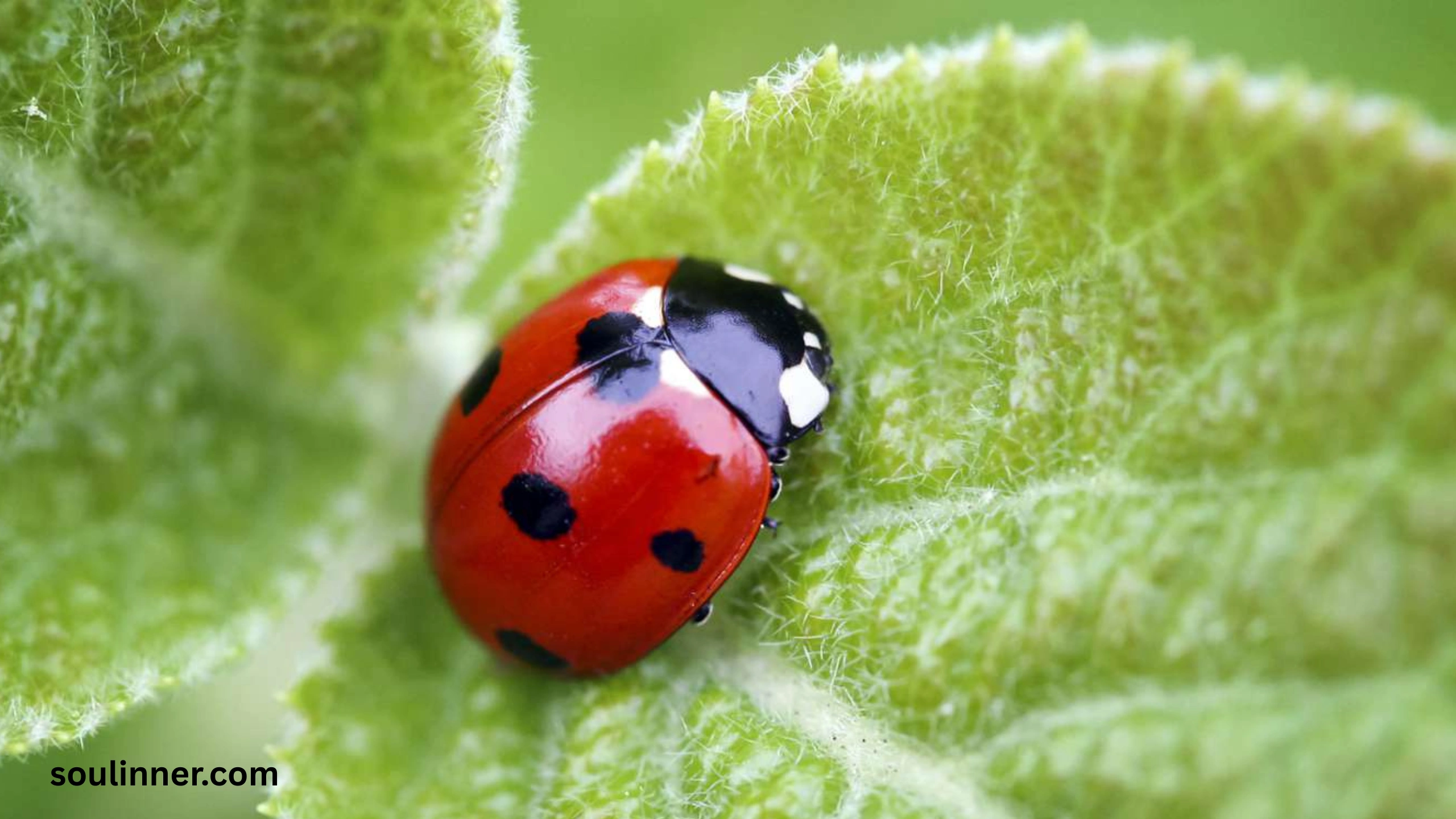 Ladybugs a Sign from Angels Spiritual Meaning