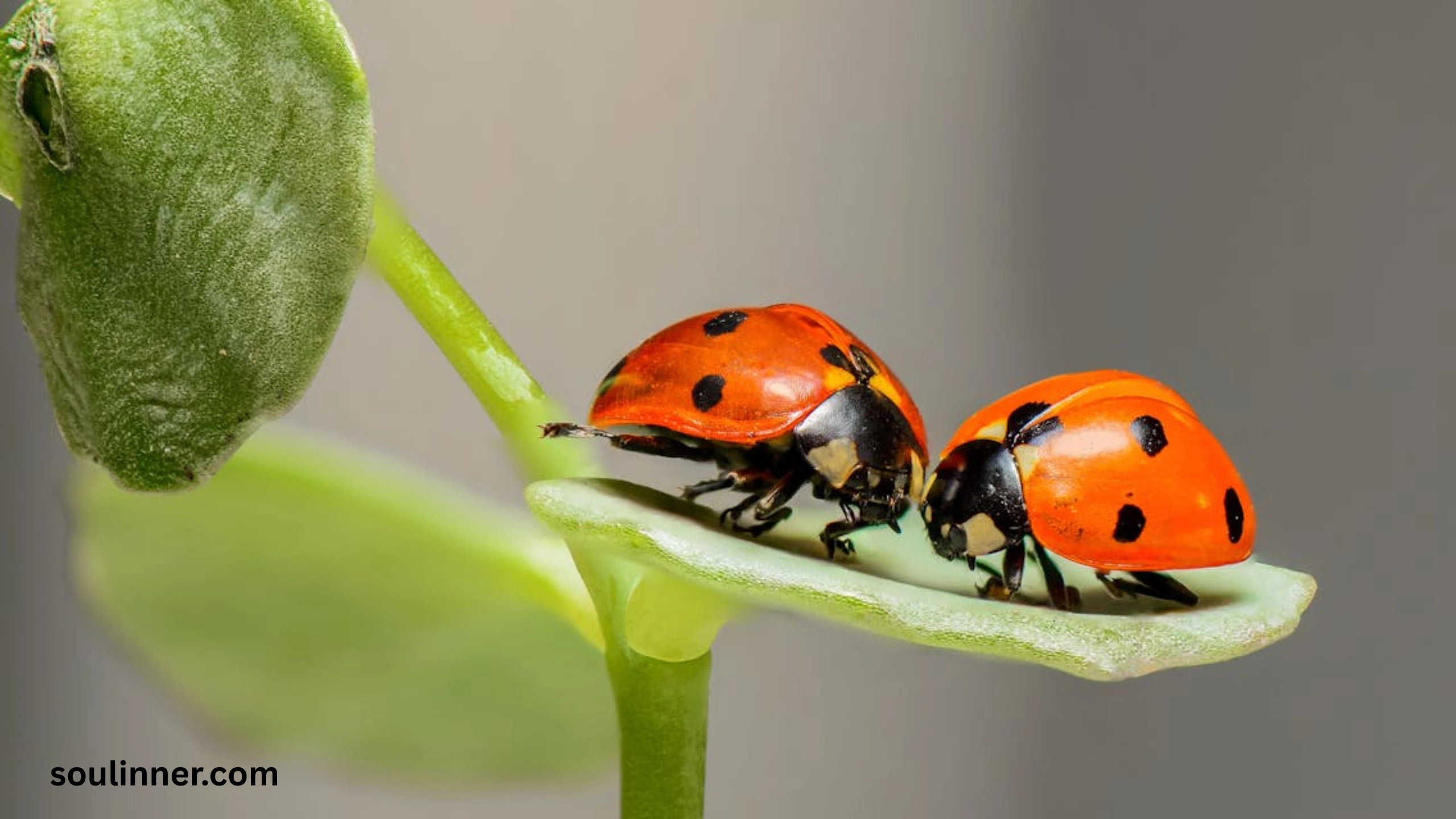 Ladybugs a Sign from Angels Spiritual Meaning