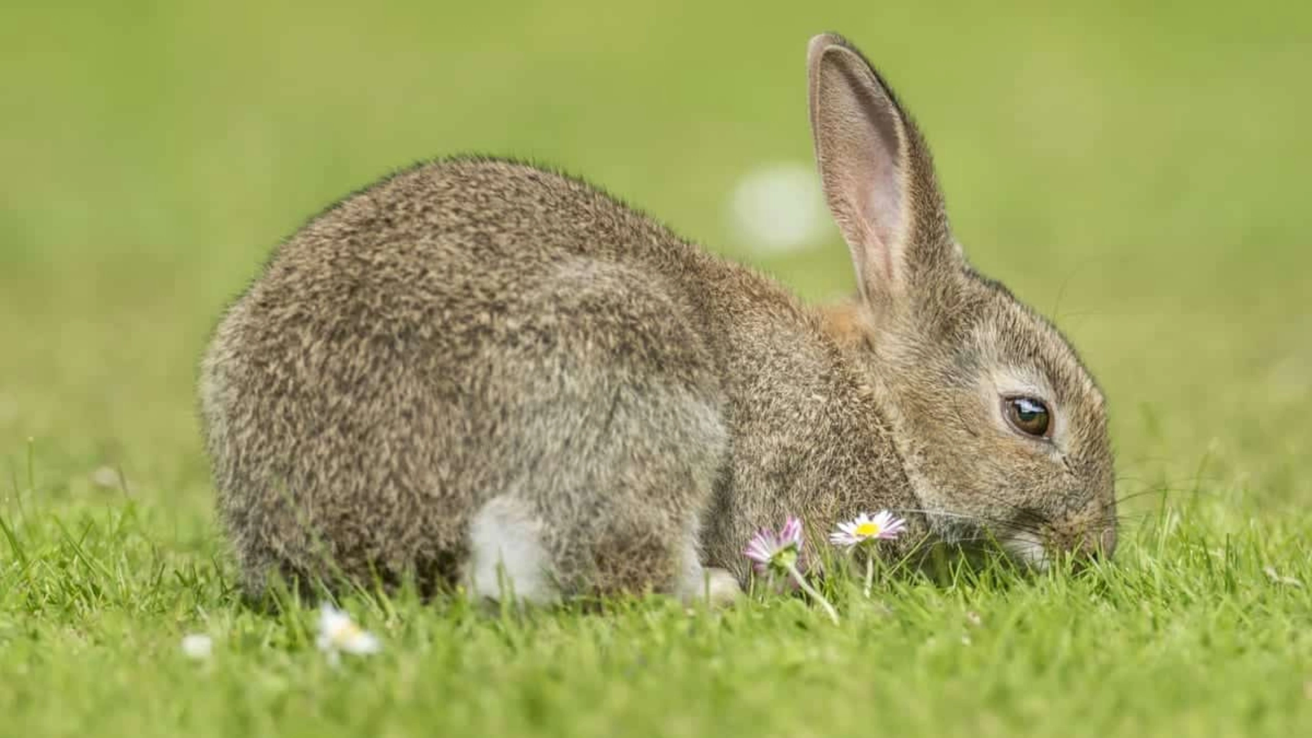 Rabbit Spiritual Meaning