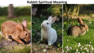 Rabbit Spiritual Meaning