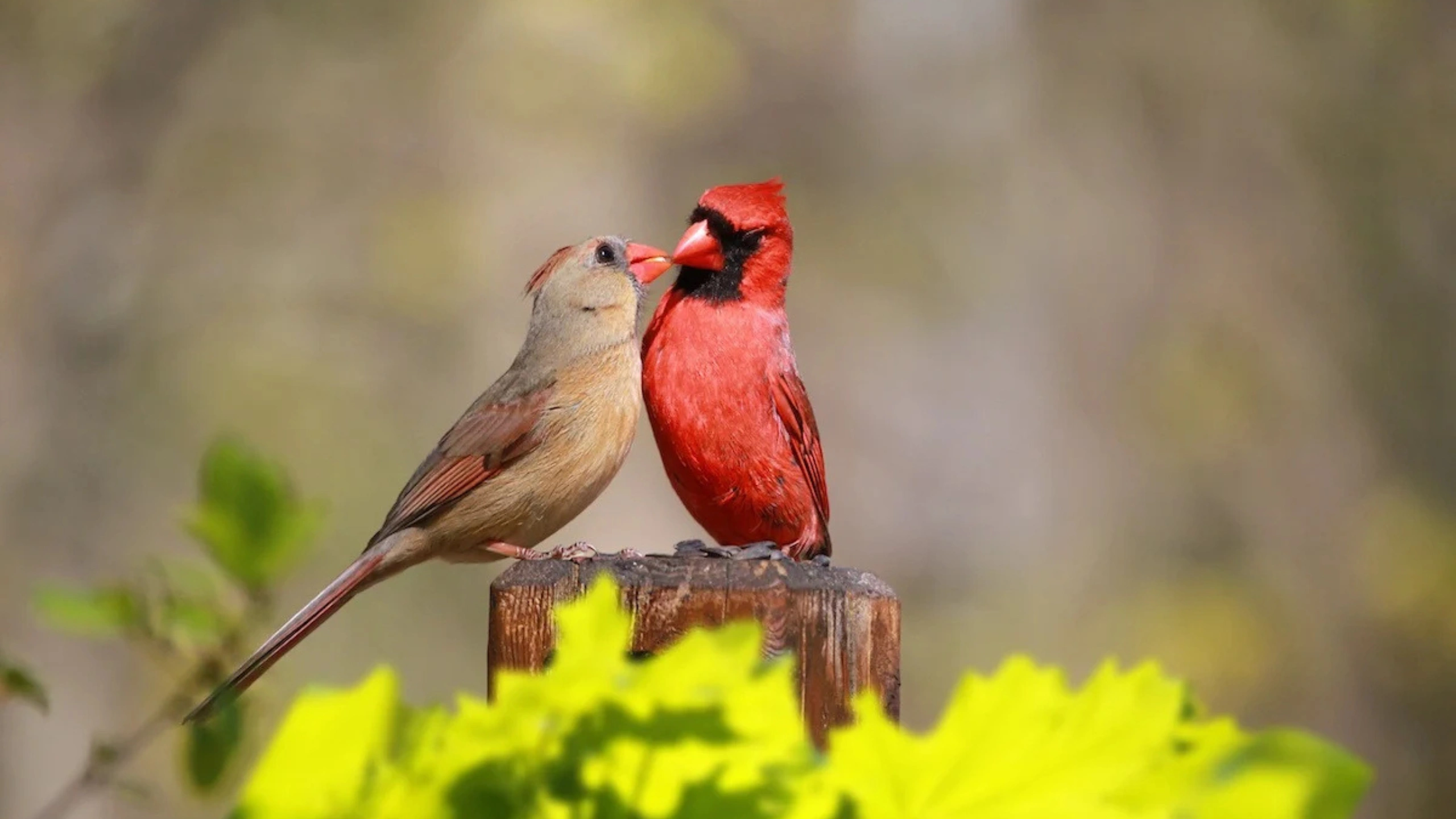 Red Cardinal Spiritual Meaning