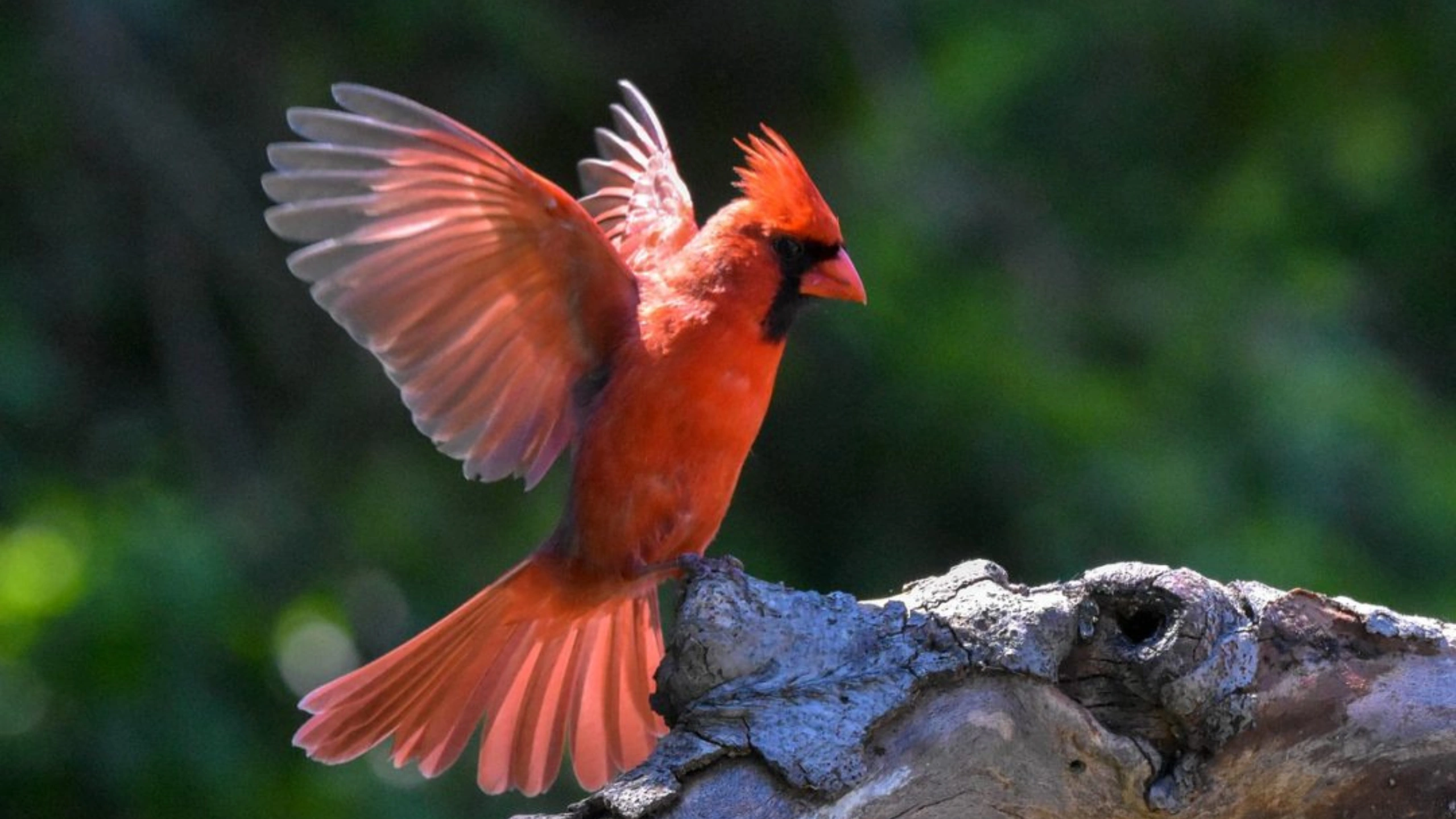 Red Cardinal Spiritual Meaning