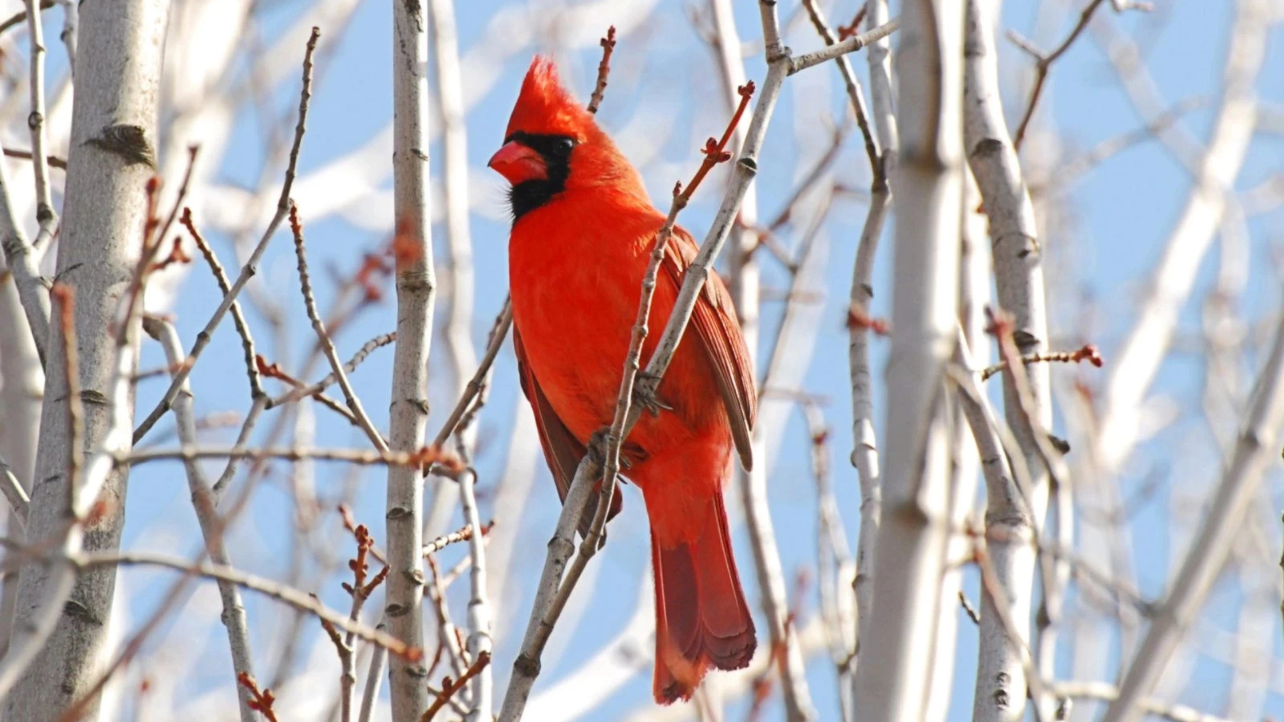 Red Cardinal Spiritual Meaning