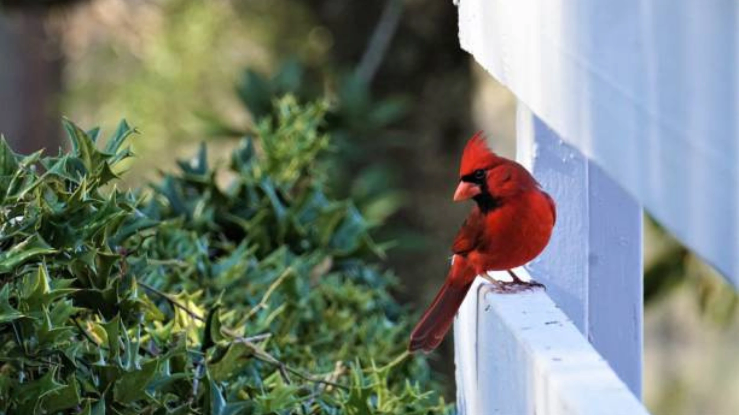 Red Cardinal Spiritual Meaning