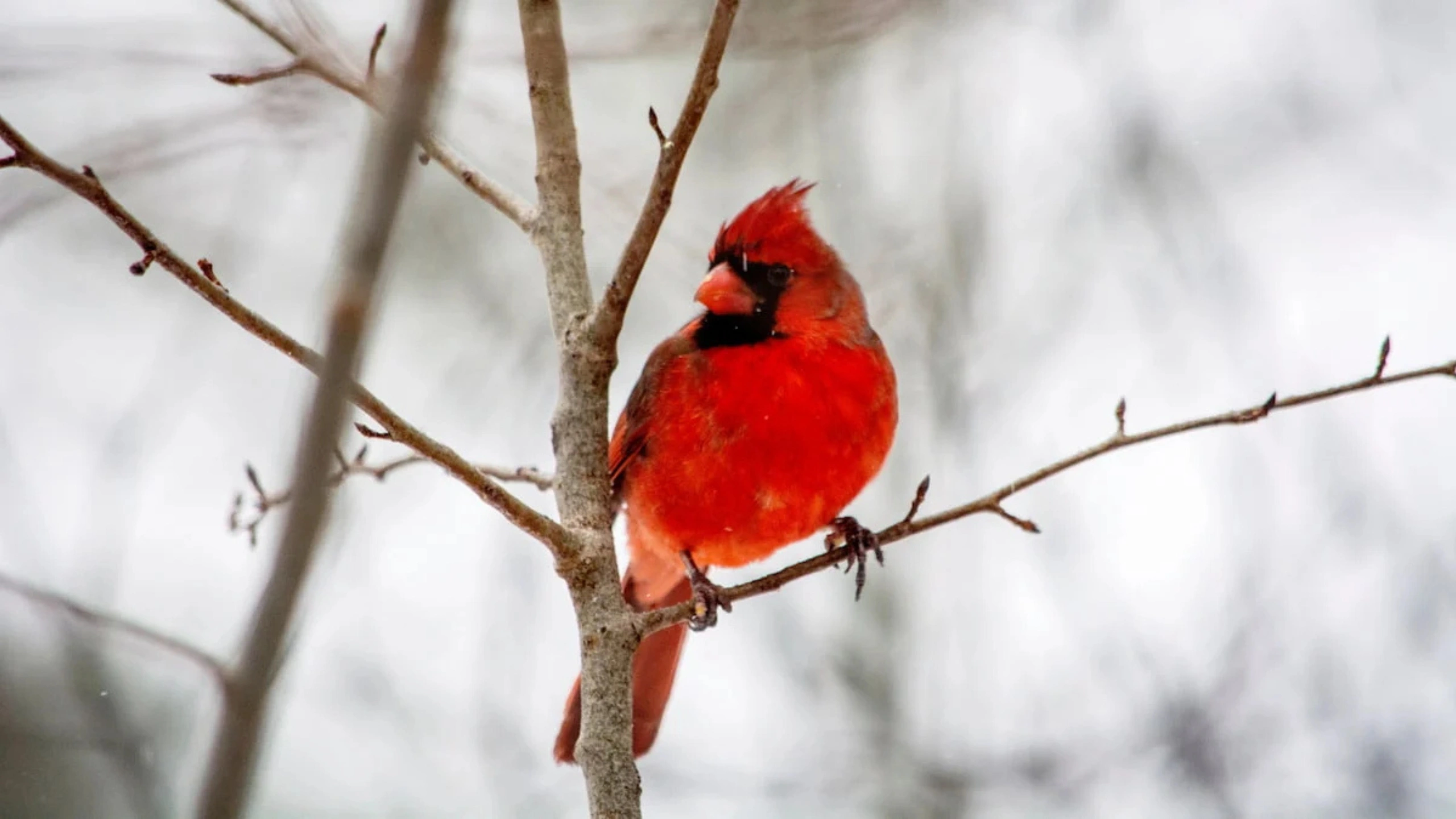 Red Cardinal Spiritual Meaning