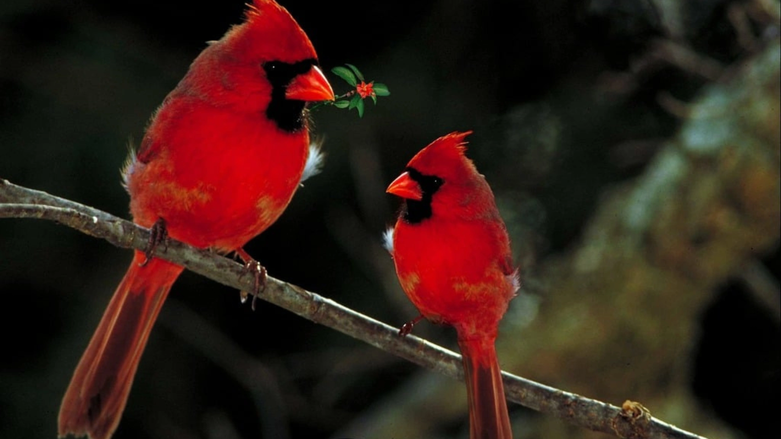 Red Cardinal Spiritual Meaning