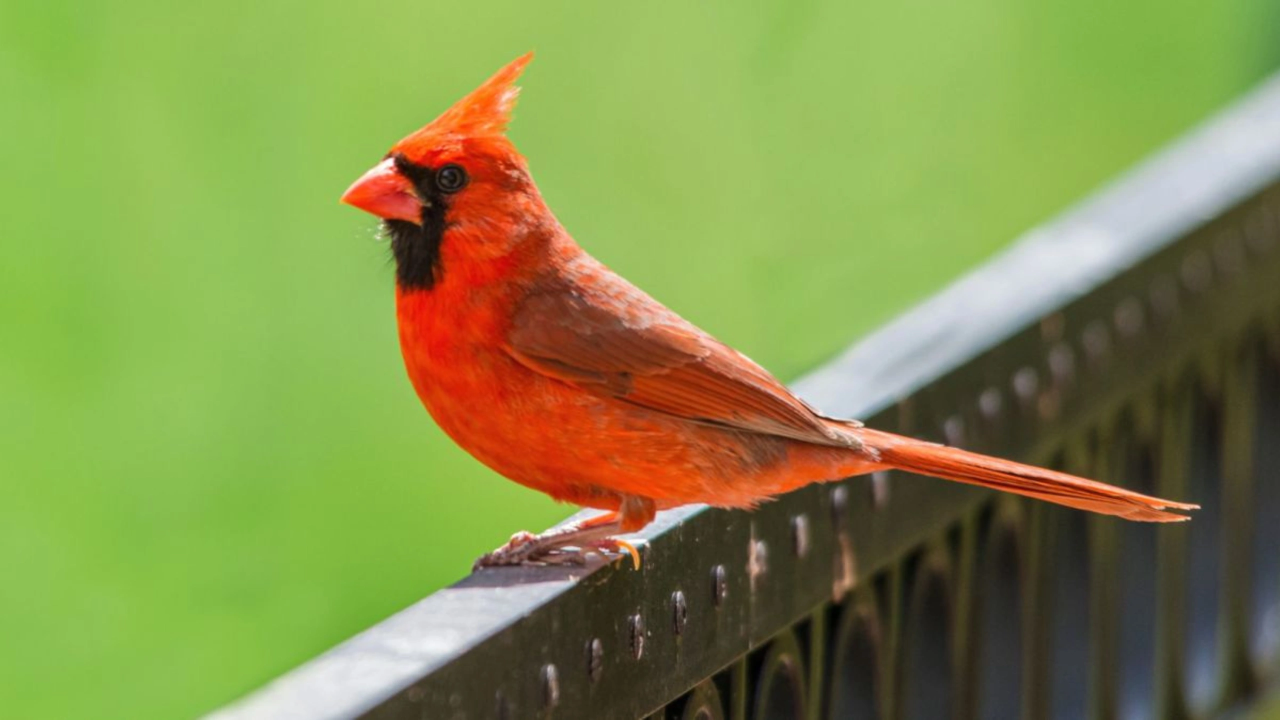 Red Cardinal Spiritual Meaning