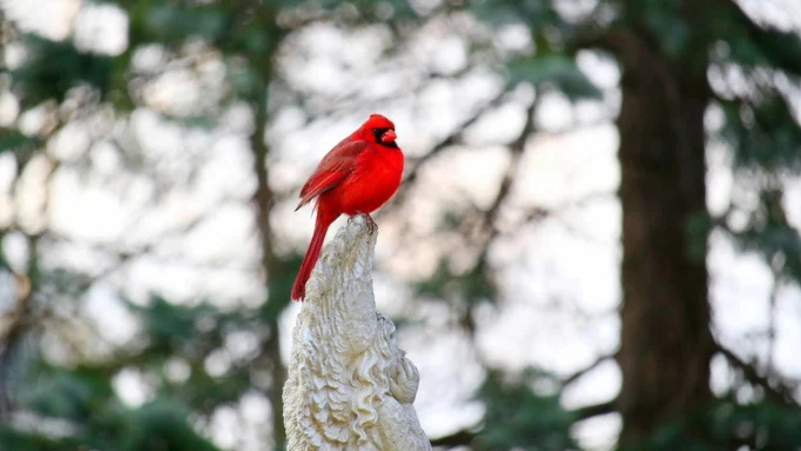 Red Cardinal Spiritual Meaning