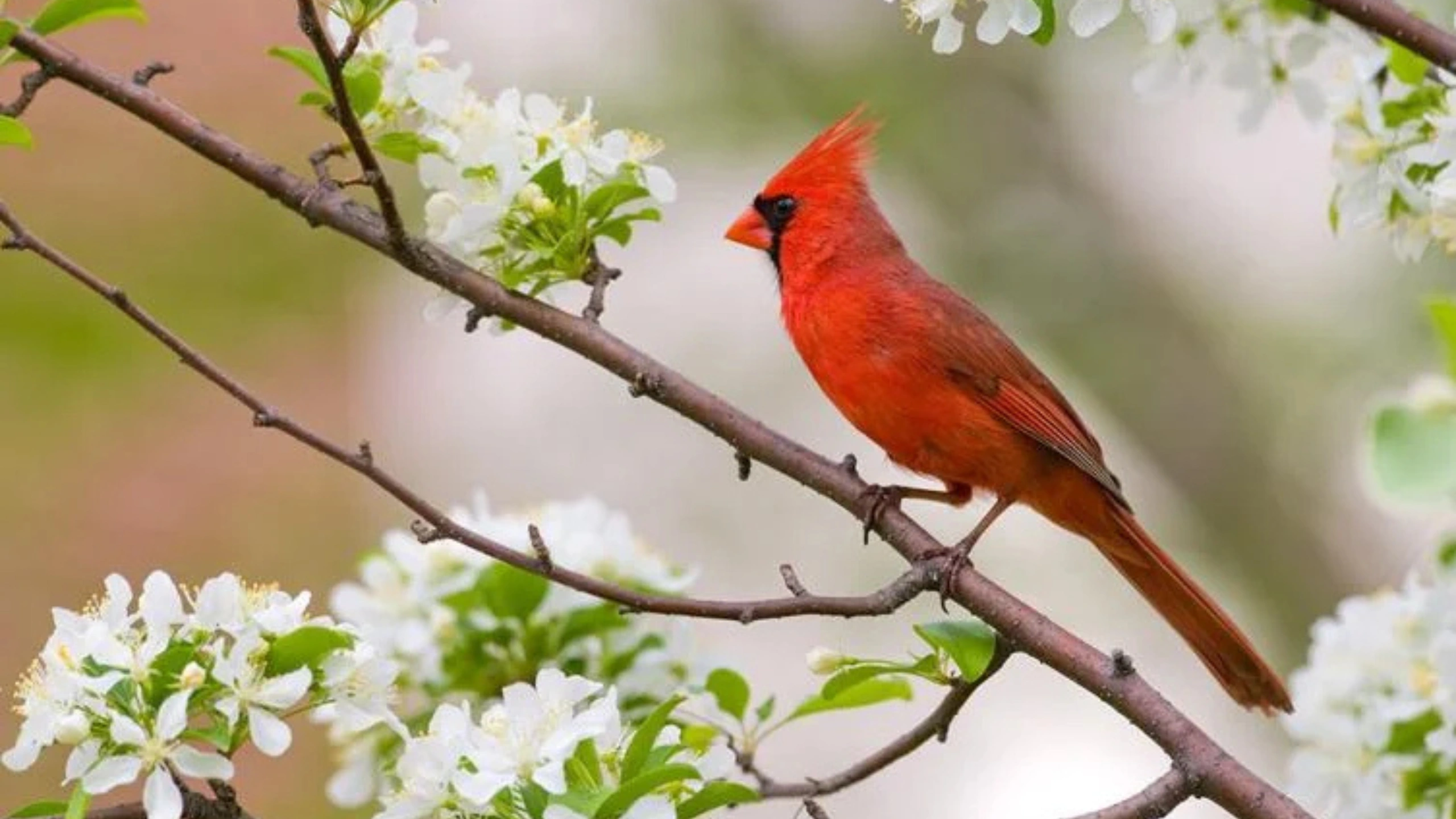Red Cardinal Spiritual Meaning