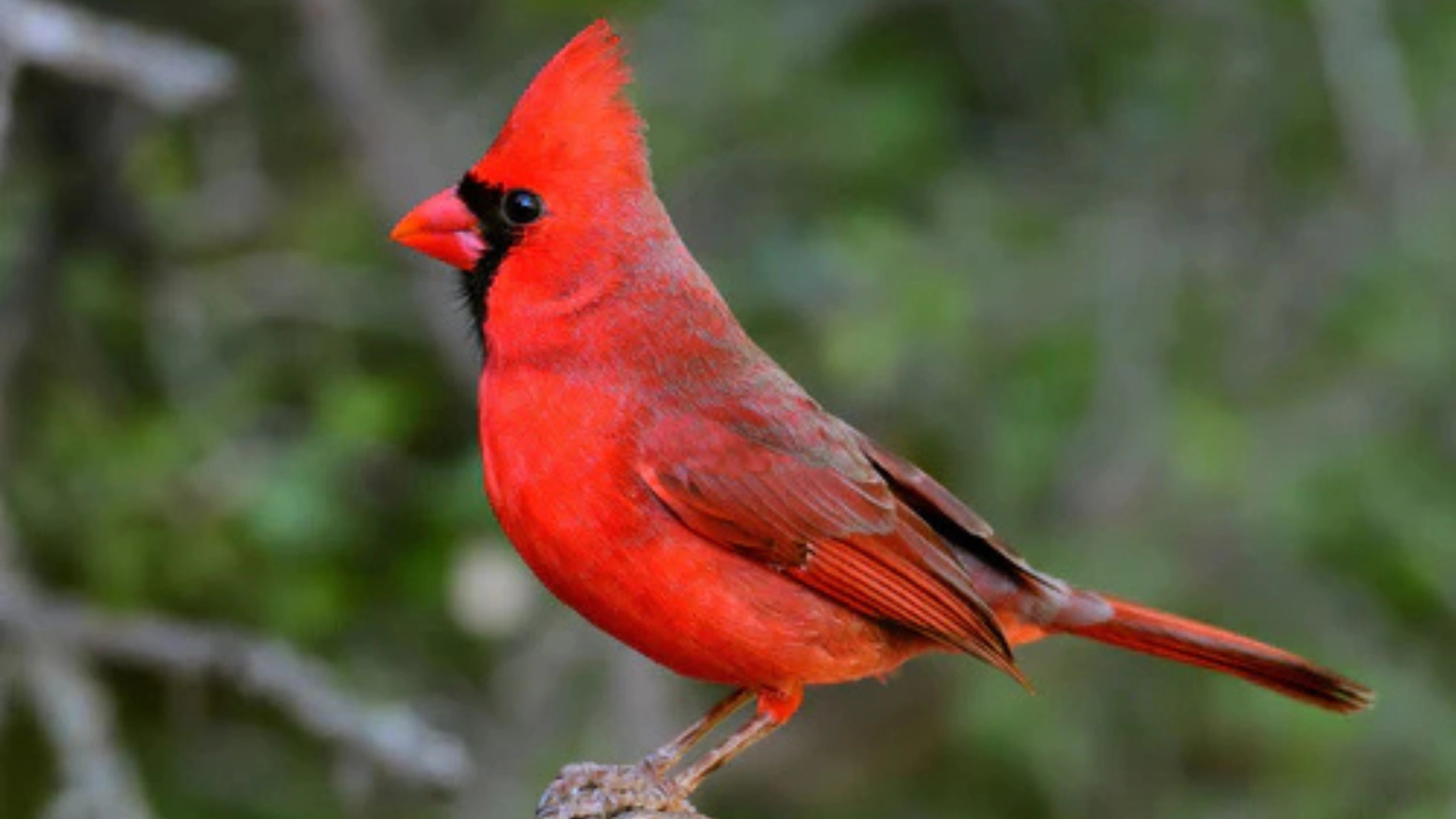 Red Cardinal Spiritual Meaning