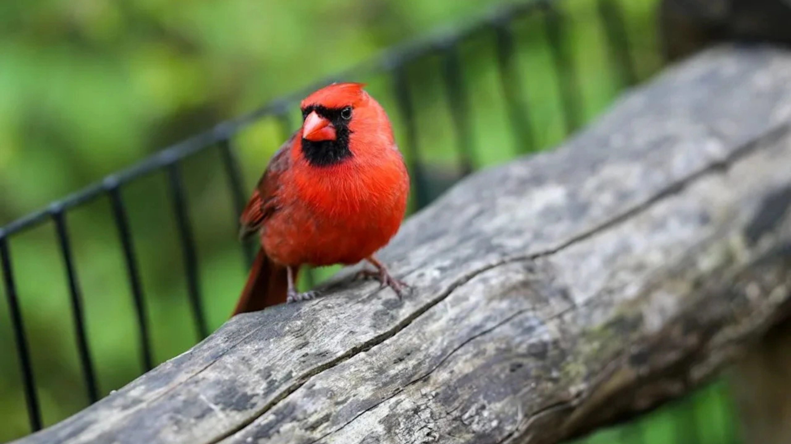 Red Cardinal Spiritual Meaning