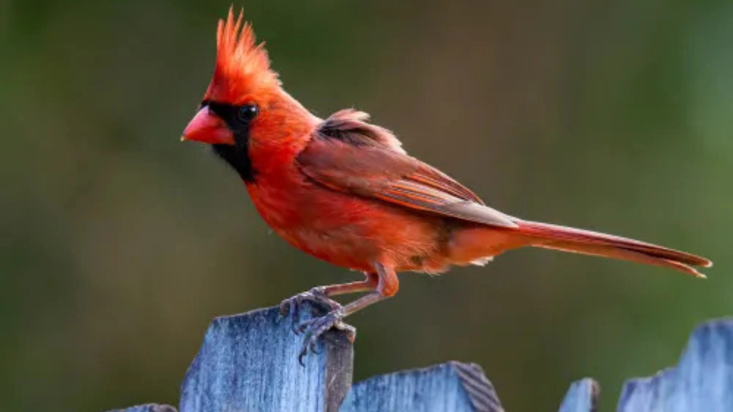 Red Cardinal Spiritual Meaning