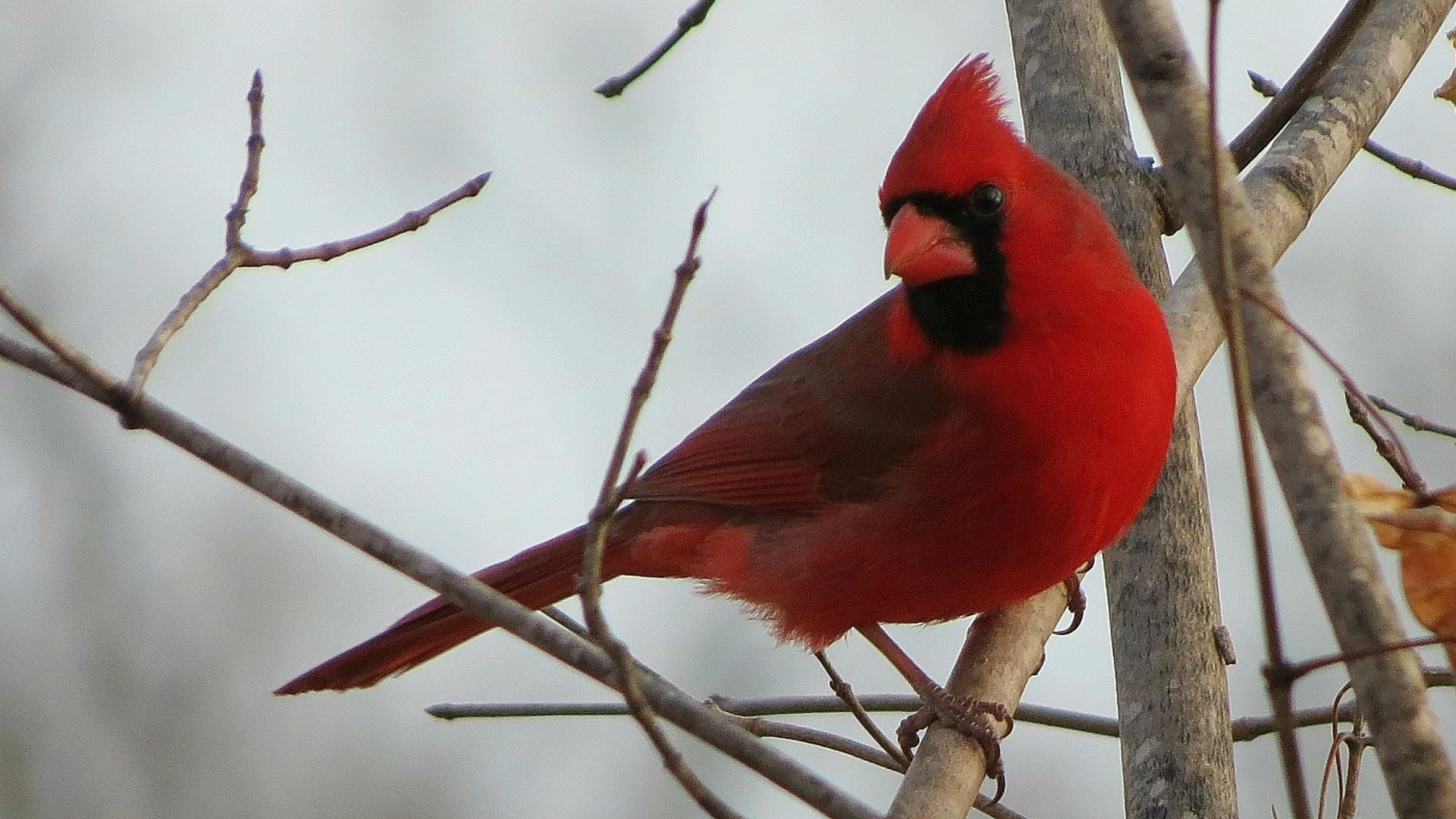 Red Cardinal Spiritual Meaning