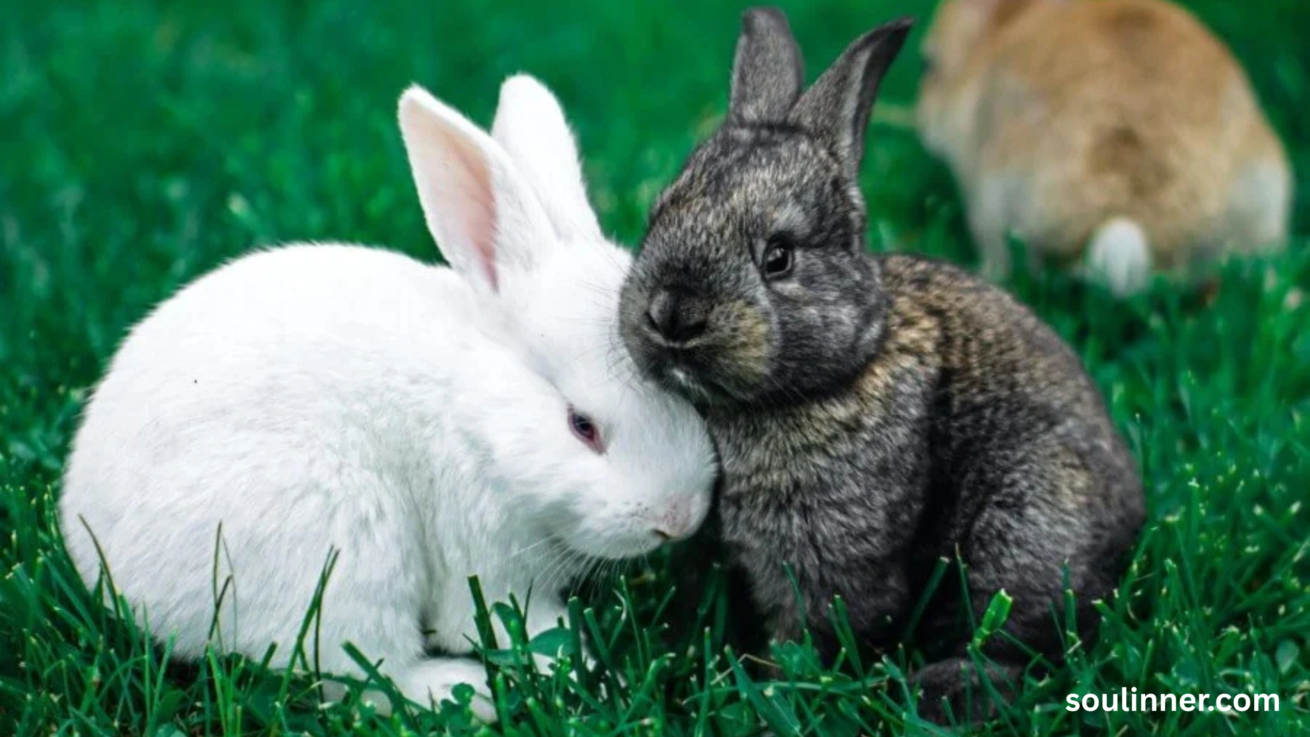 Seeing 2 Rabbits Spiritual Meaning 