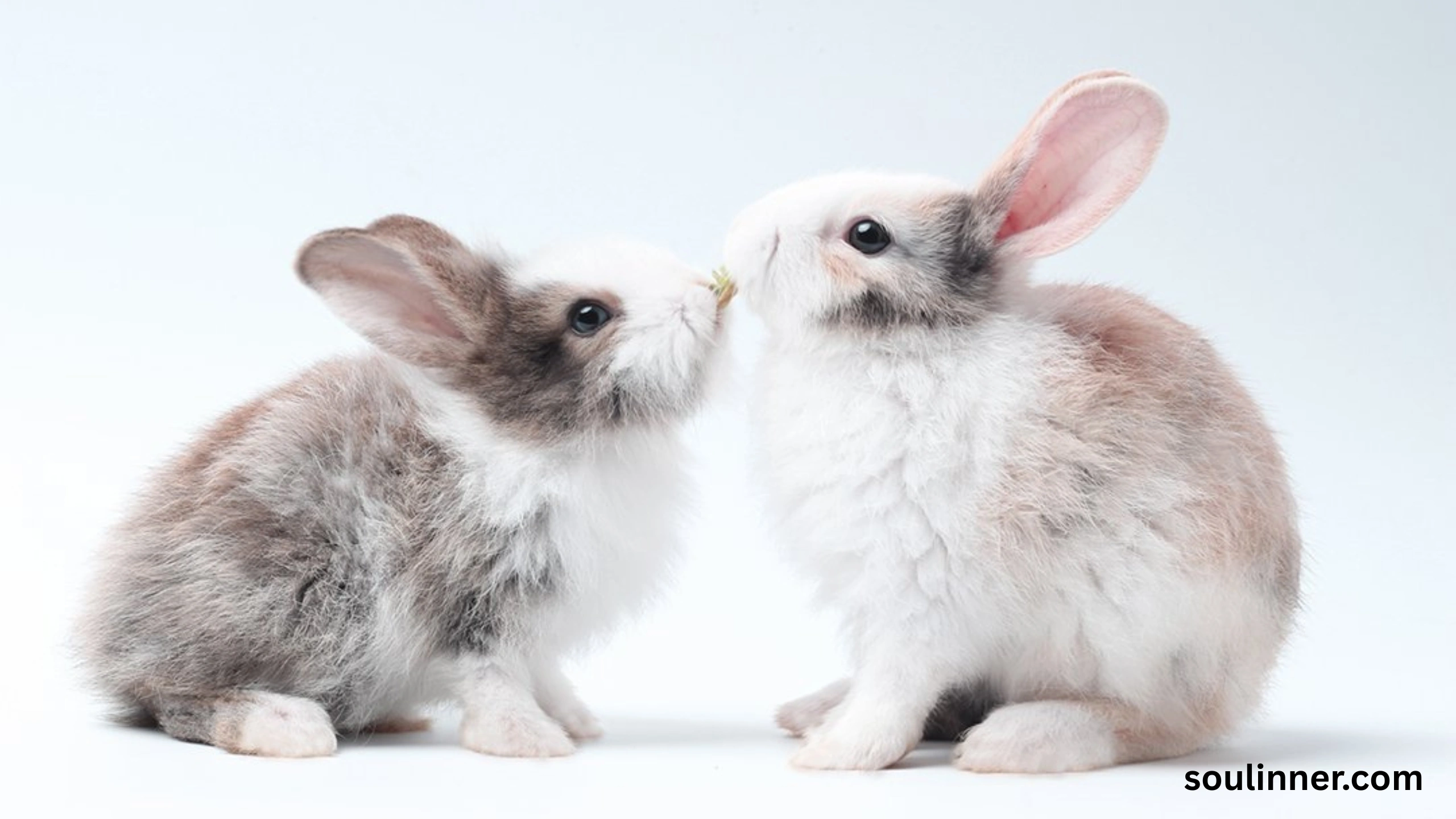 Seeing 2 Rabbits Spiritual Meaning 