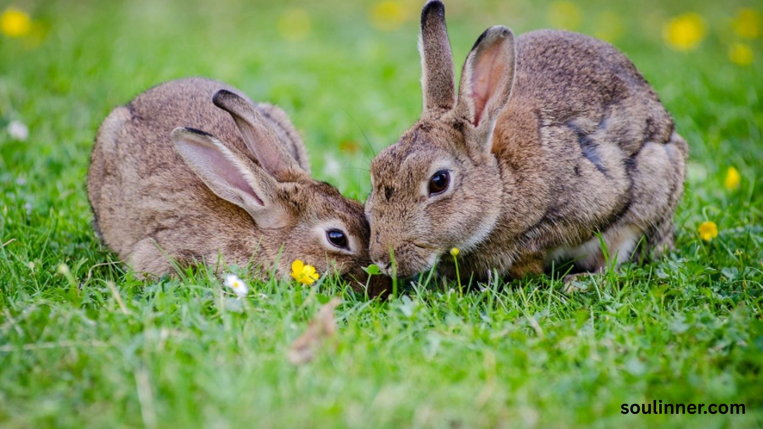 Seeing 2 Rabbits Spiritual Meaning